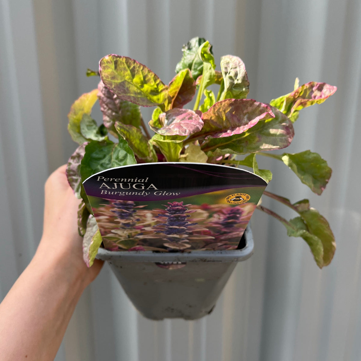 Ajuga &#39;Burgundy Glow&#39; 1.5L