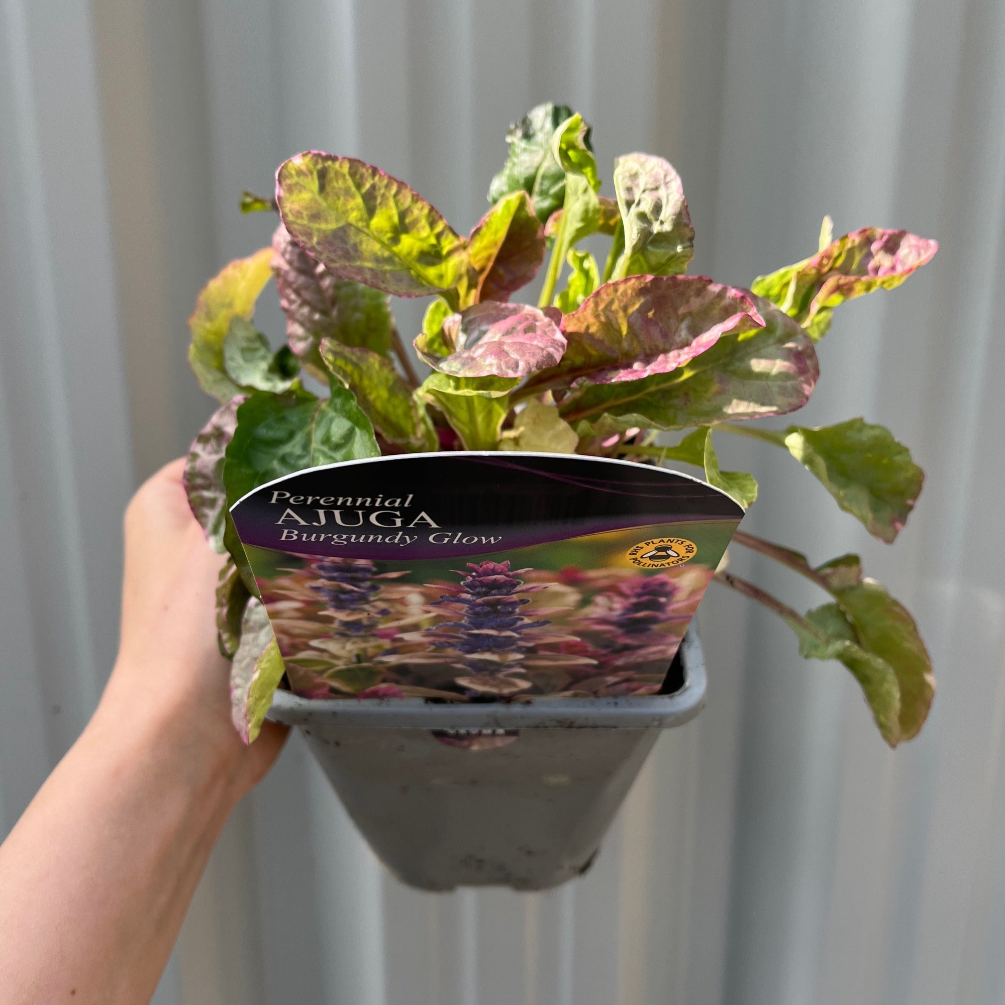 Ajuga 'Burgundy Glow' 1L