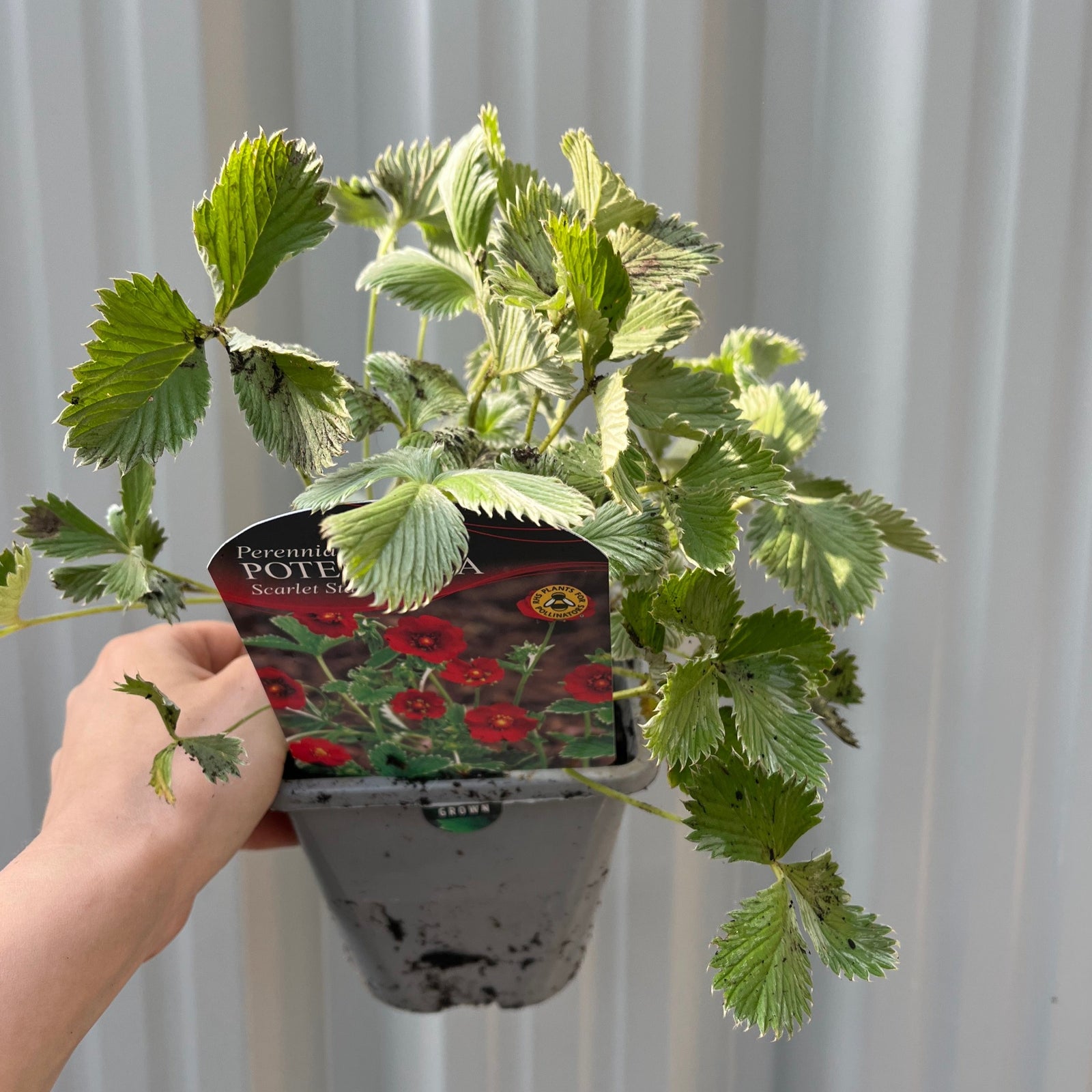 Potentilla Scarlet Starlit 1L