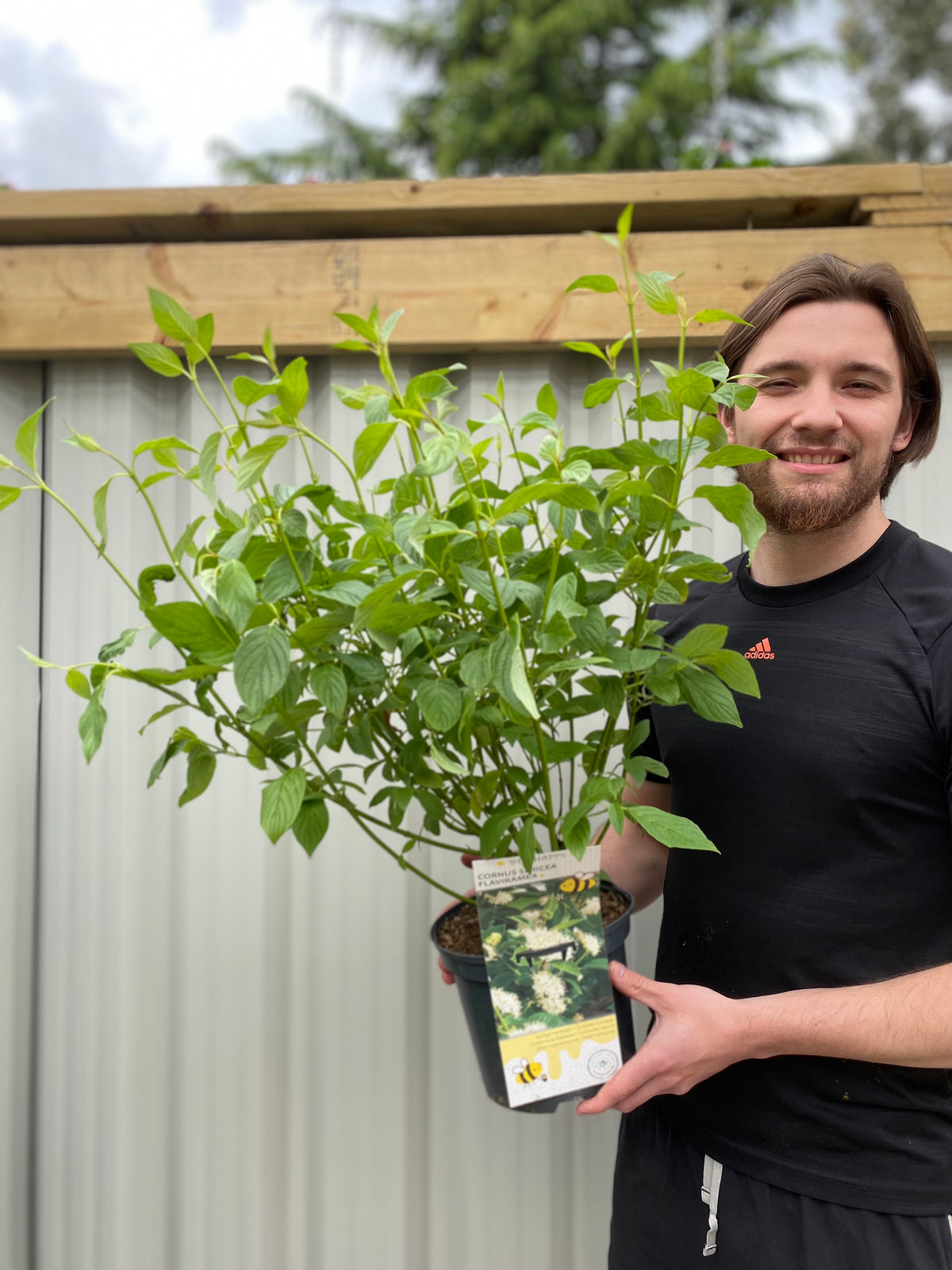 Cornus sericea &#39;Flaviramea&#39; - Golden Twig Dogwood 3L