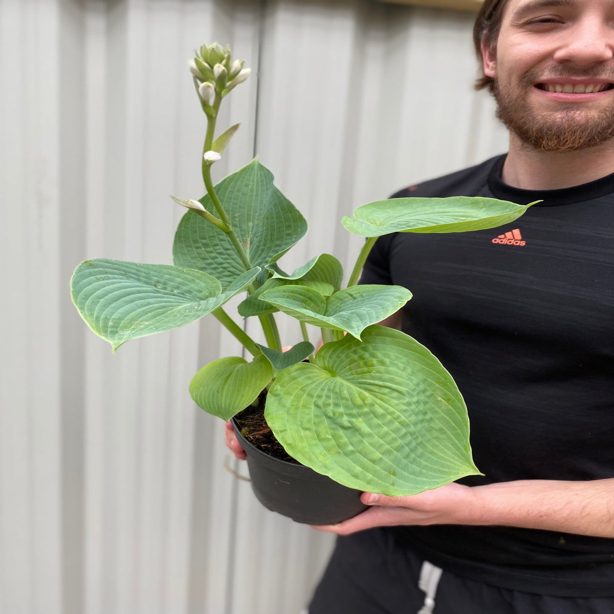 Hosta sieboldiana var. elegans &#39;Plantain Lily&#39; 1.5L