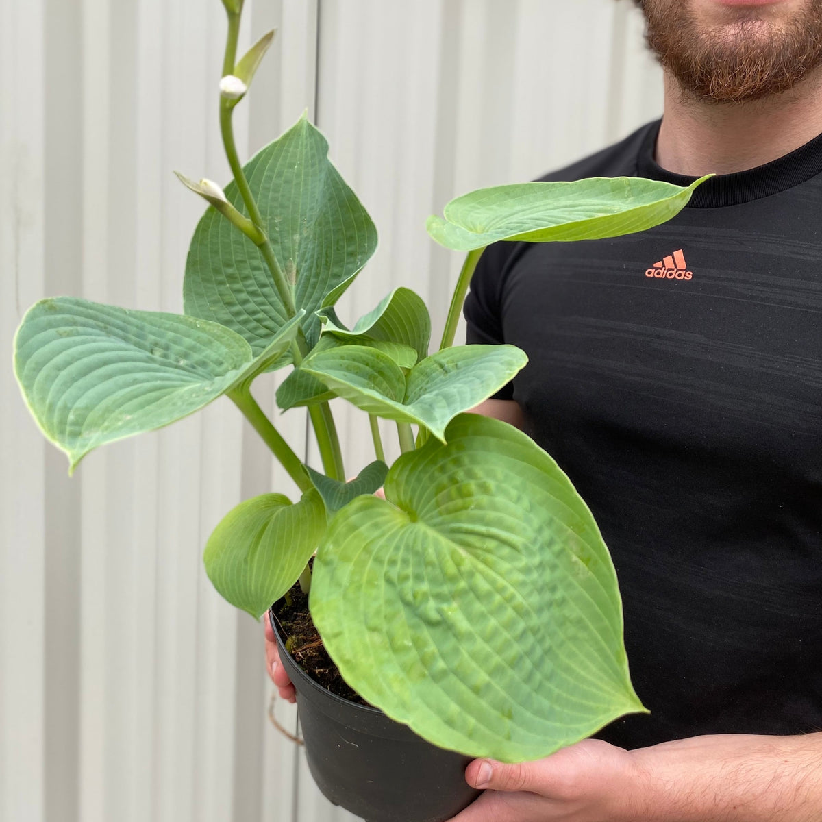 Hosta sieboldiana var. elegans &#39;Plantain Lily&#39; 1.5L