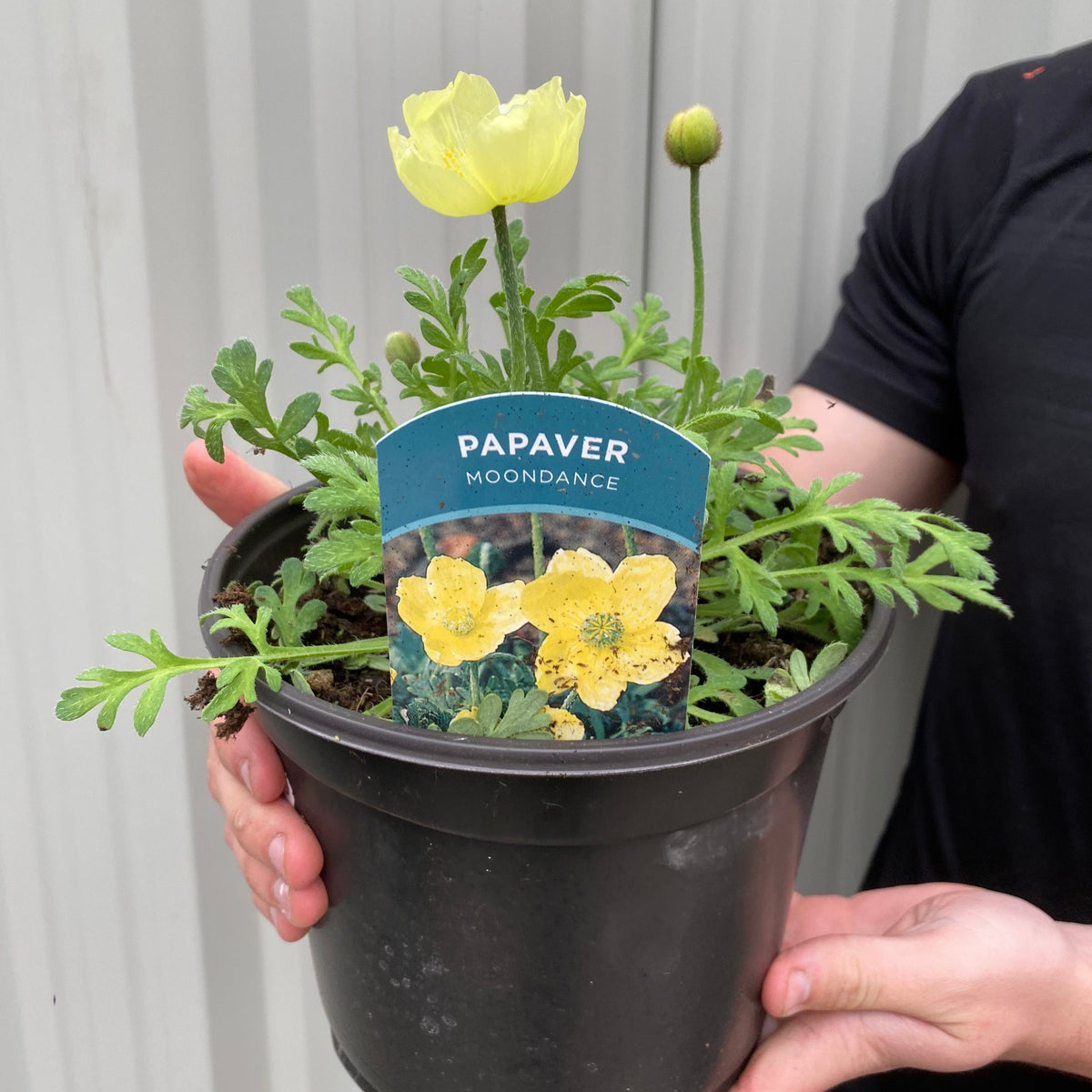 A person holds a black pot with a Papaver &#39;Moondance&#39; 3L, featuring green leaves and a single yellow flower—a delightful cottage garden plant. A label showing the image and name is placed in the soil.