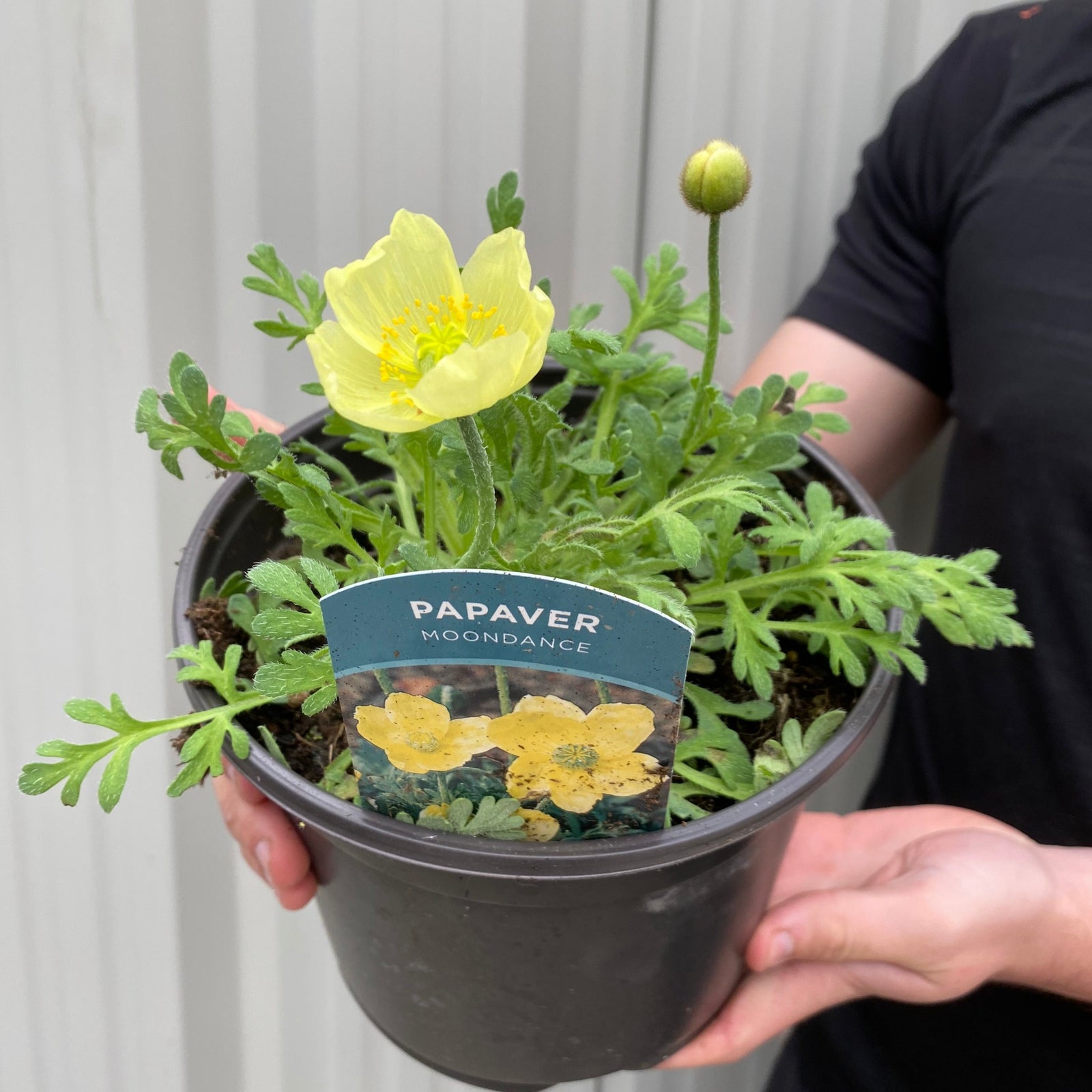A person holds a black pot with Papaver 'Moondance' 3L, featuring yellow flowers and green leaves. The pot displays a plant tag showing an image and the name Papaver 'Moondance'. This poppy is popular for cottage gardens.