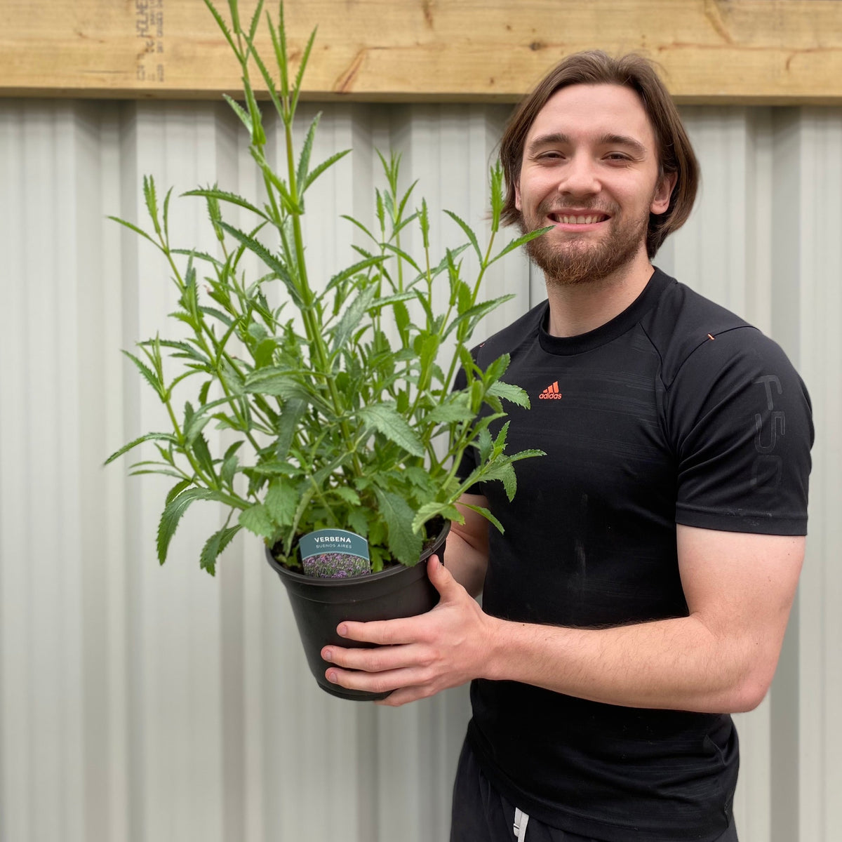 A smiling man in a black athletic shirt holds a Verbena &#39;Buenos Aires&#39; 3L, a top perennial for pollinators, in front of a corrugated metal wall and wooden beam.