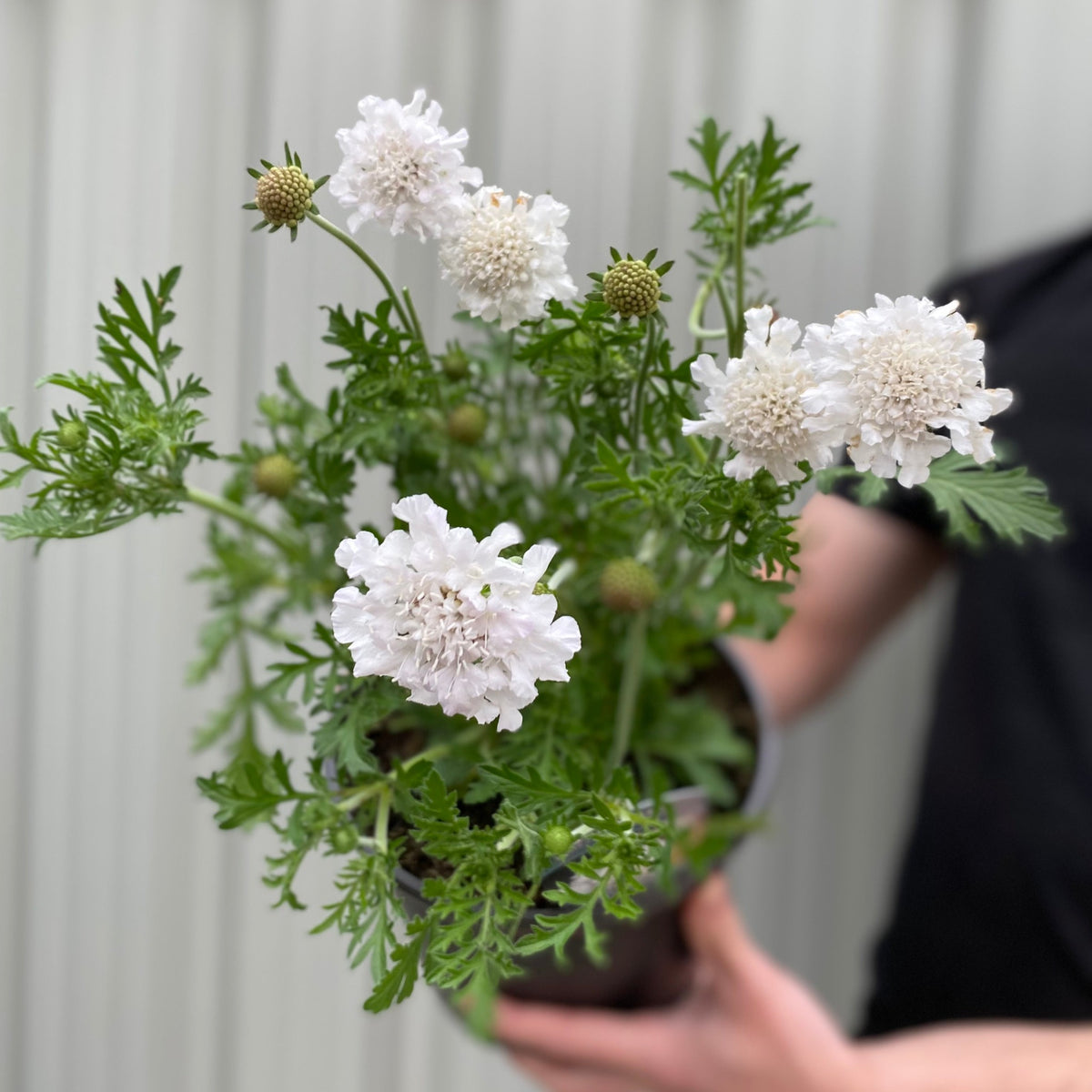 Scabious &#39;Kudo White&#39; 9cm/2L