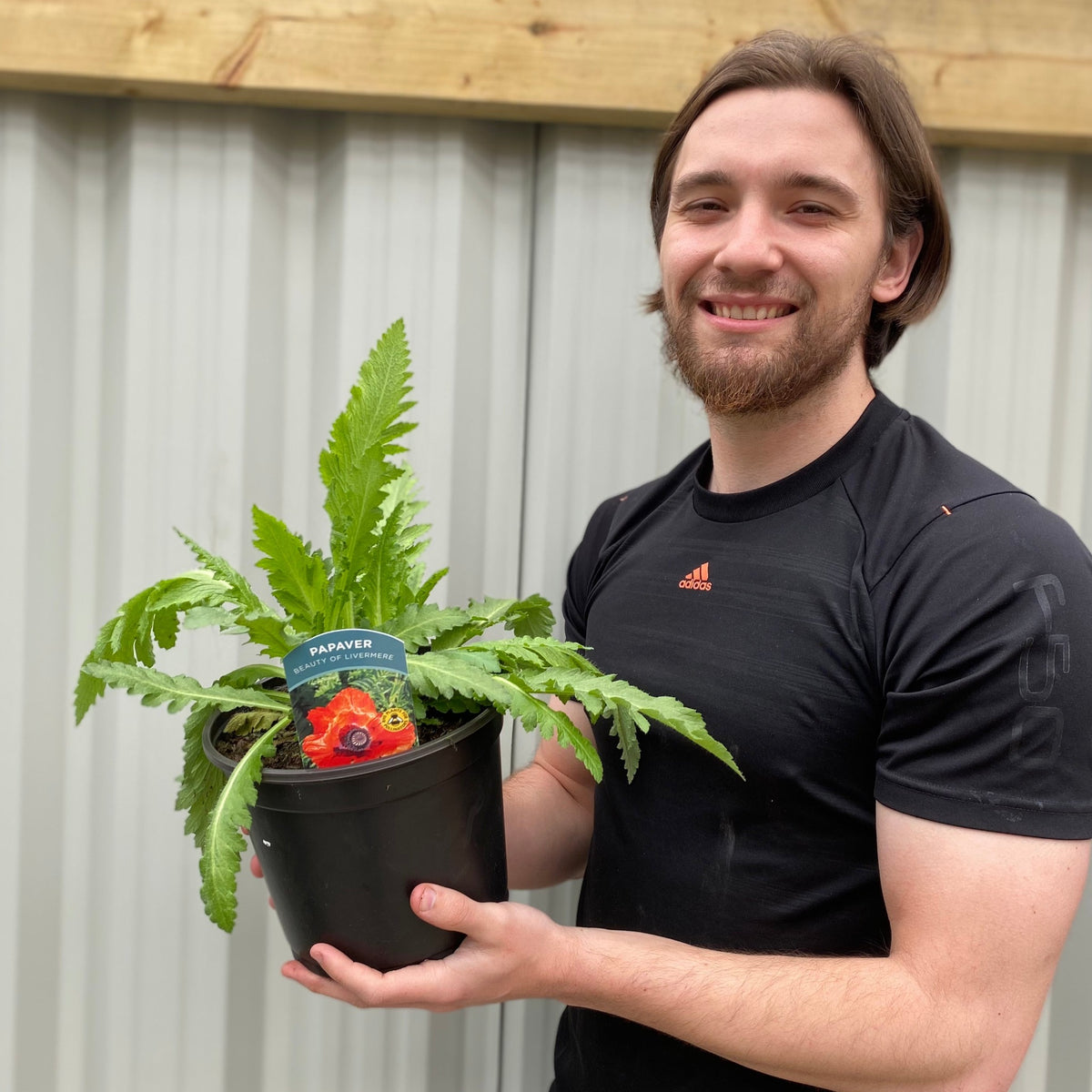 A smiling bearded man in a black Adidas t-shirt holds a Papaver &#39;Beauty of Livermere&#39; (Poppy) 9cm/2L/3L, a vibrant perennial, in front of a corrugated metal wall with wooden trim.