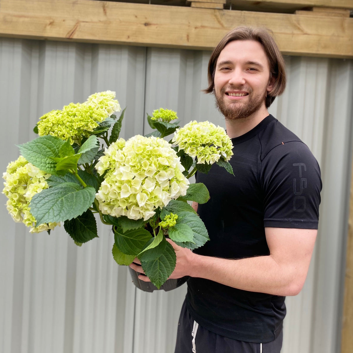 Hydrangea macrophylla &#39;White Ball&#39; 9cm-10L