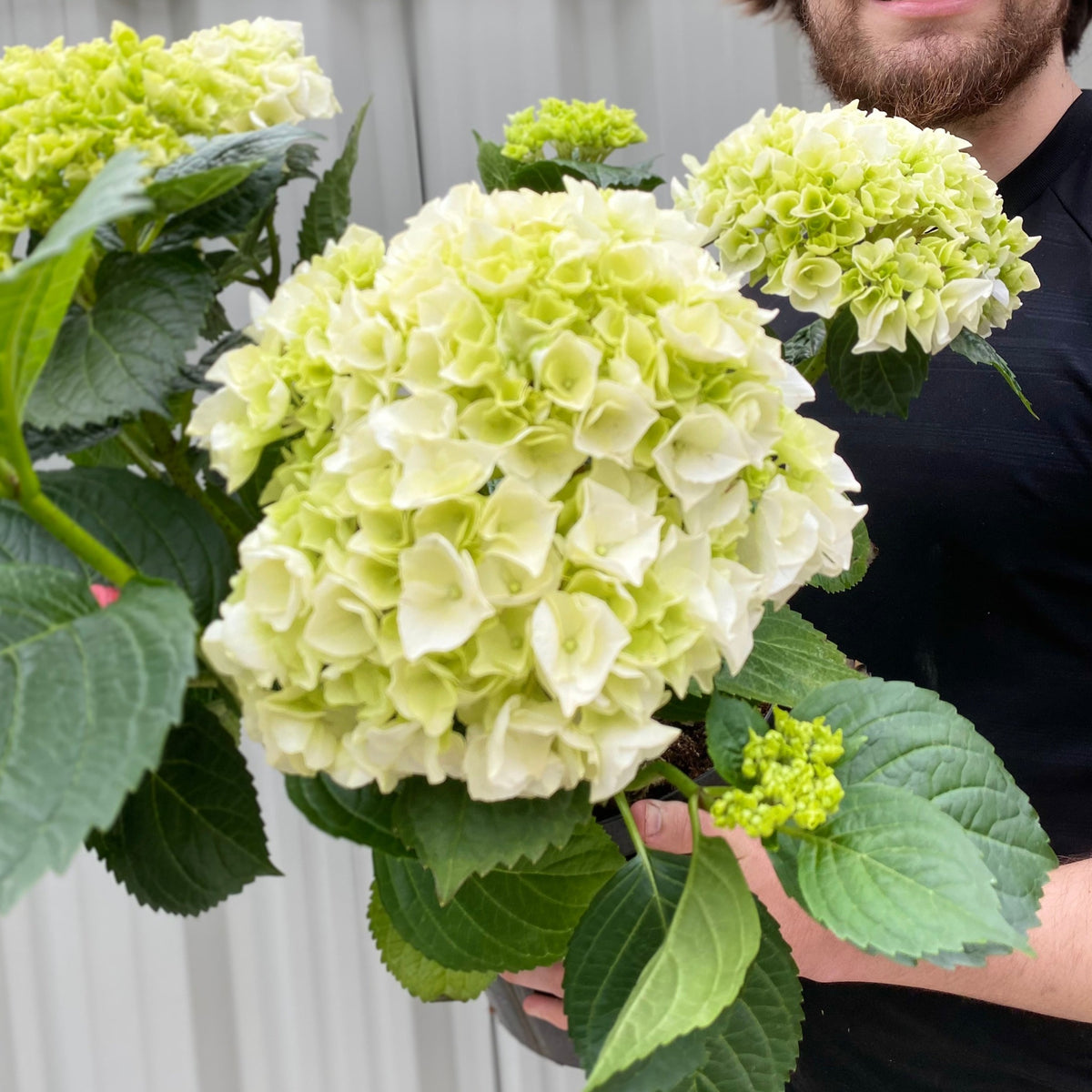 White hydrangea on sale flowers