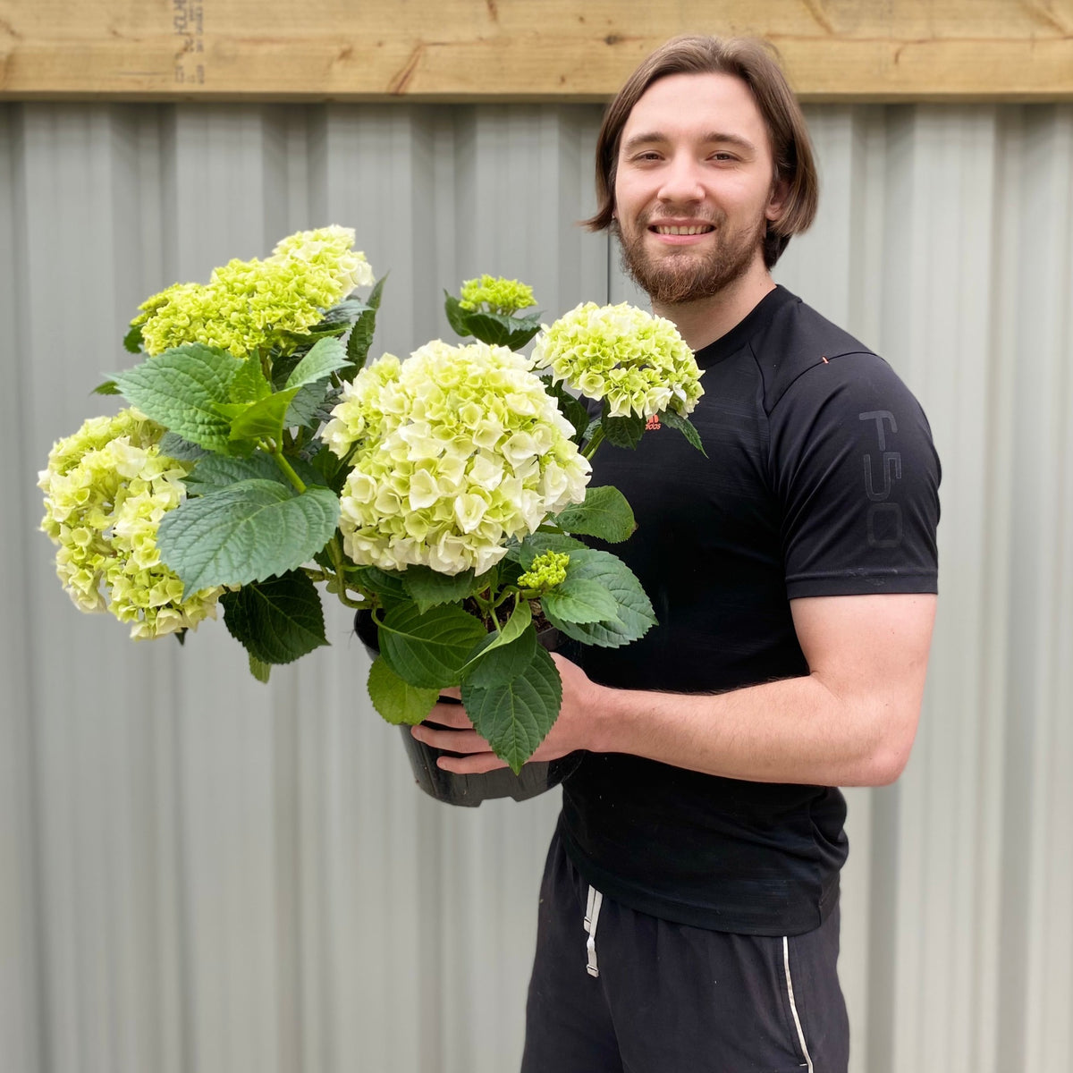 Hydrangea macrophylla &#39;White Ball&#39; 9cm-10L