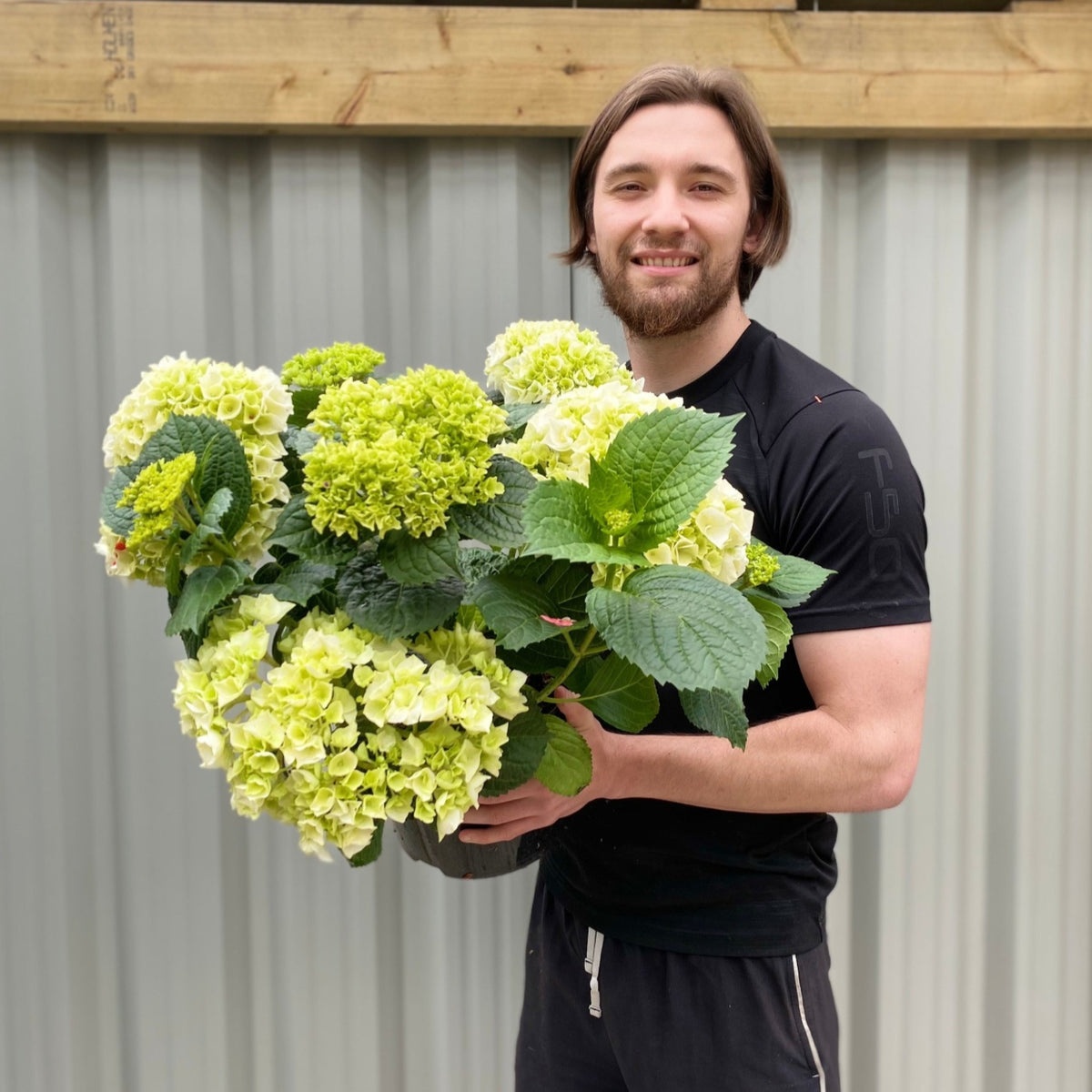 Hydrangea macrophylla &#39;White Ball&#39; 9cm-10L
