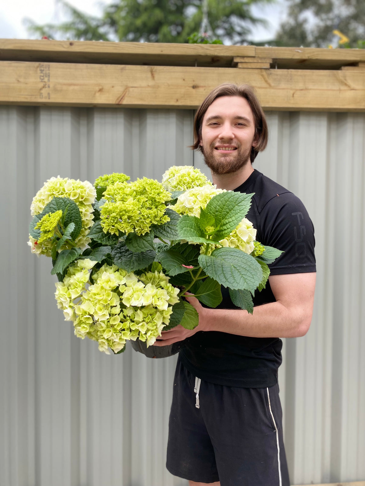 Hydrangea macrophylla &#39;White Ball&#39; 9cm-10L