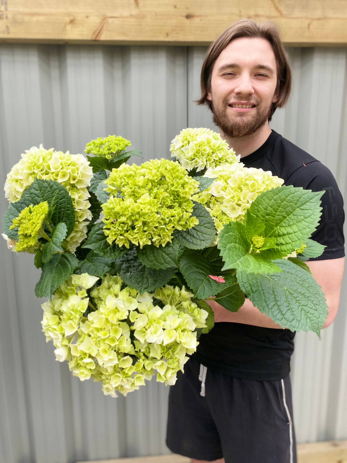 Hydrangea macrophylla &#39;White Ball&#39; 9cm-10L