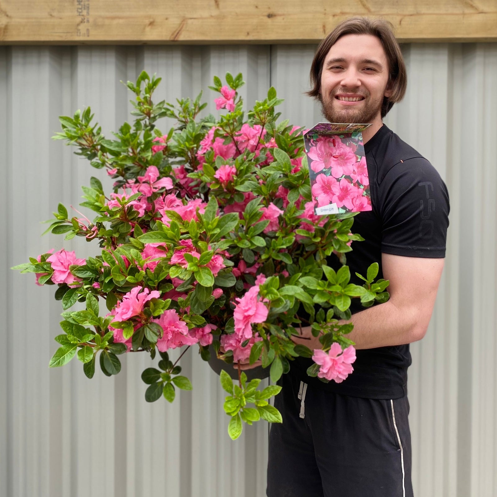 A person in a black shirt and sweatpants holds an Azalea 'Conny' 1.5L/2L/10L in front of a corrugated metal wall and wooden beam.