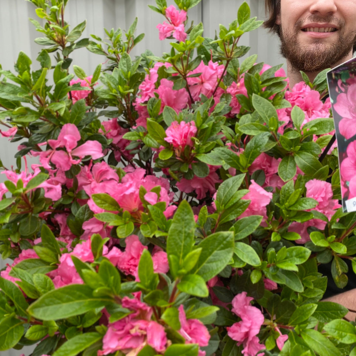 A person holds a lush Azalea &#39;Conny&#39; (1.5L/2L/10L) with vibrant pink blooms and green leaves, smiling outdoors by a metal fence—ideal for beautiful garden displays.