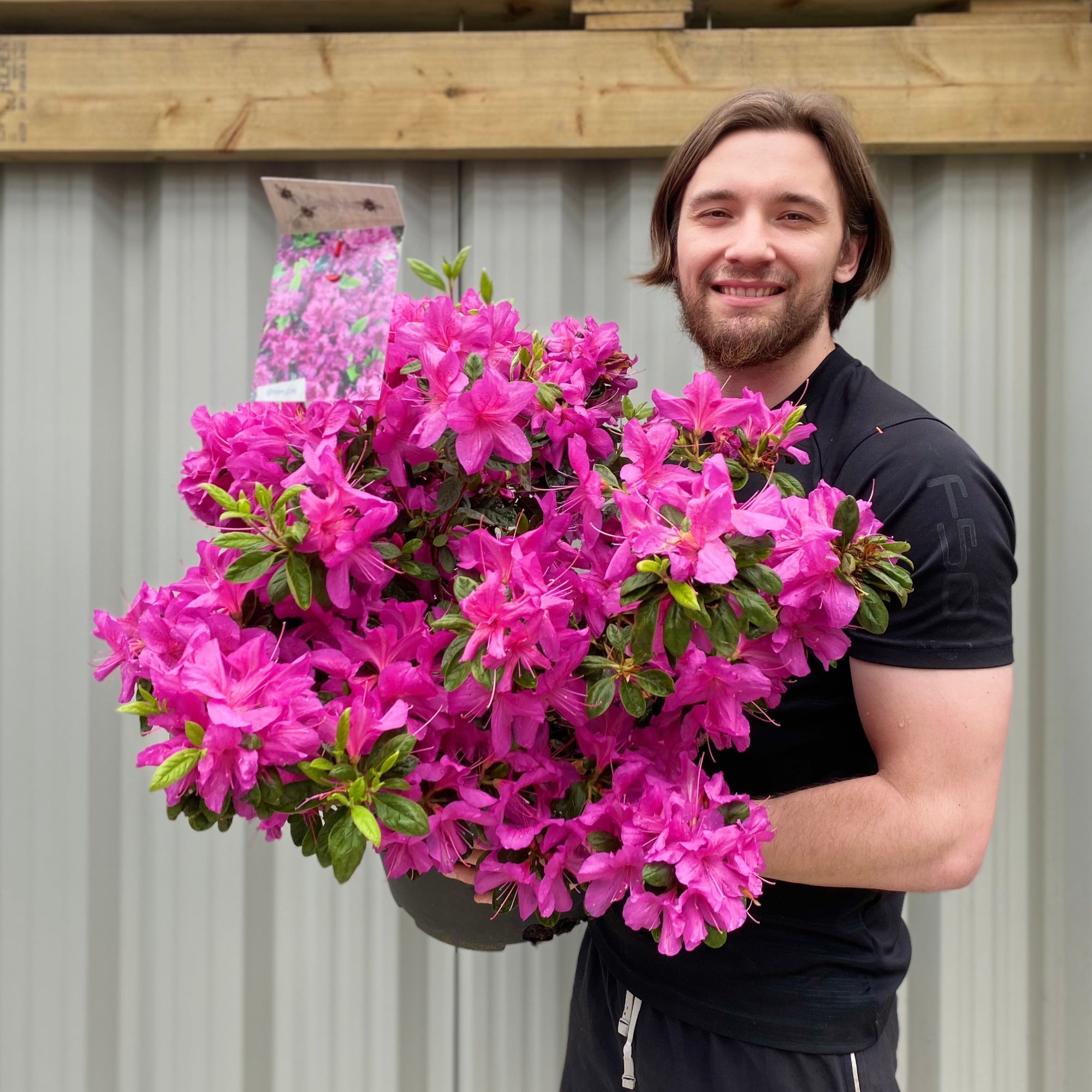 Azalea 'Koningstein' 10L