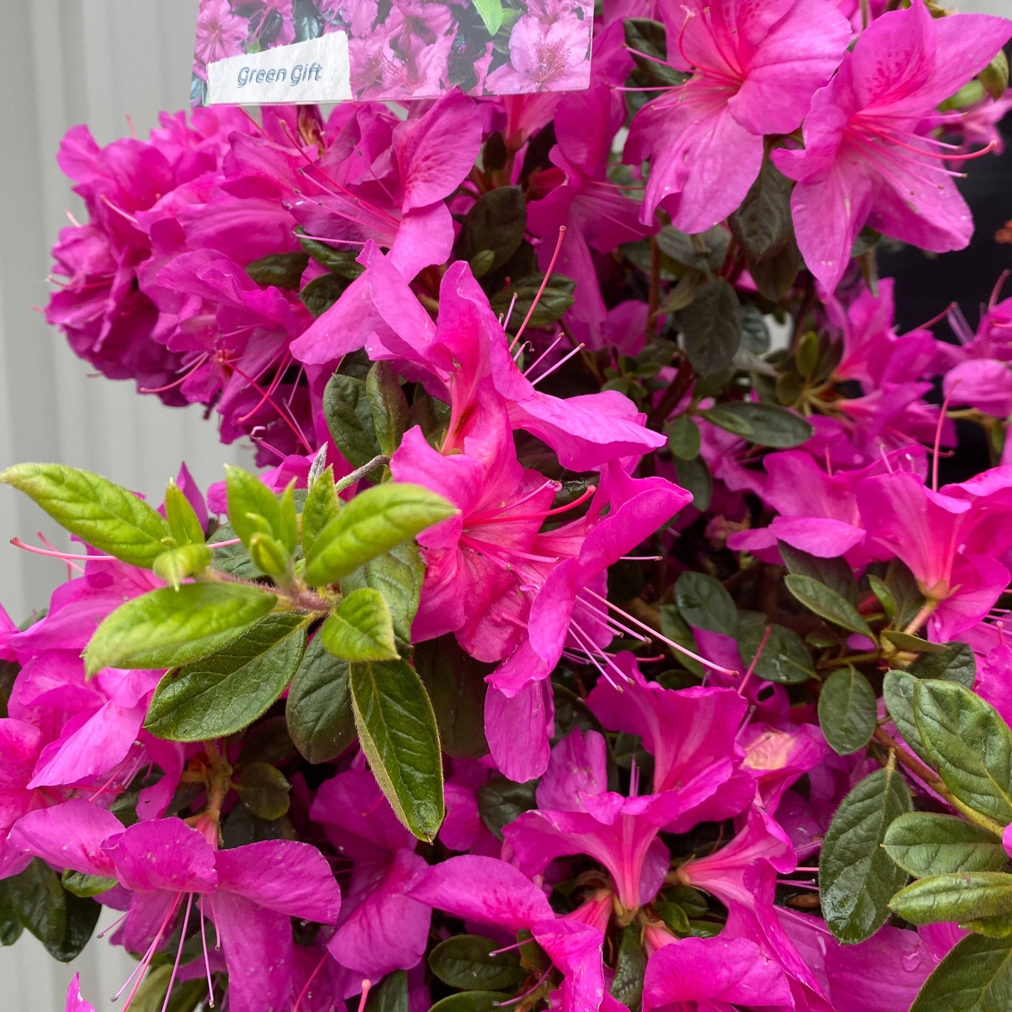 Azalea 'Koningstein' 10L