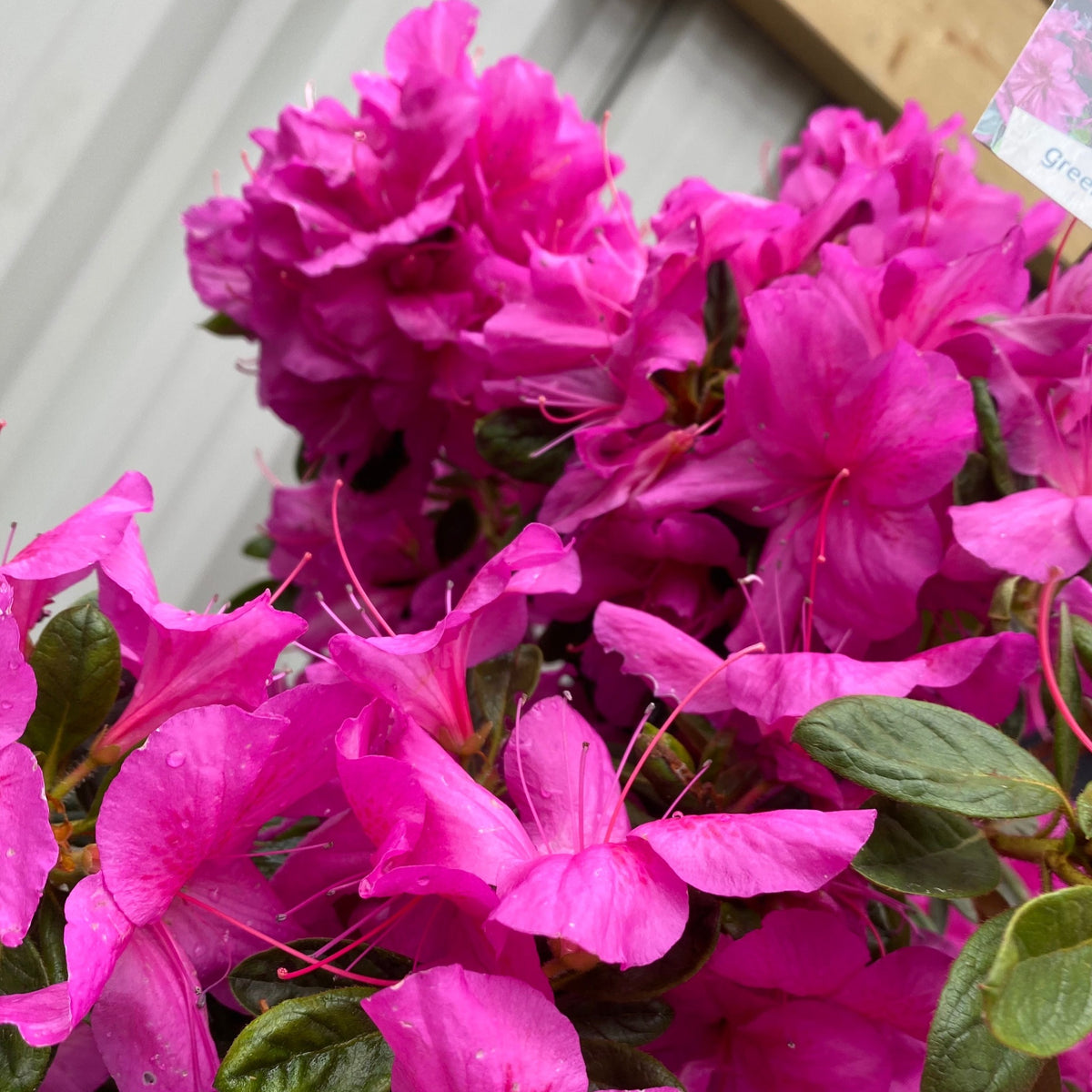 Azalea &#39;Koningstein&#39; 10L