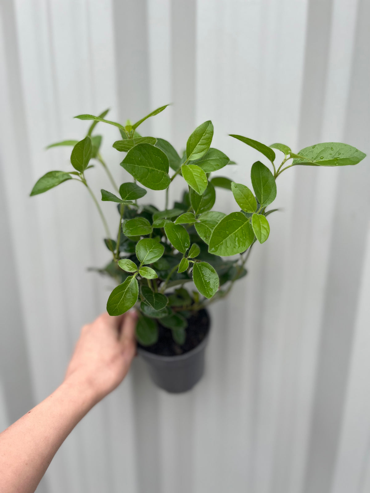 Viburnum tinus &#39;Eve Price&#39; 9cm-7.5L