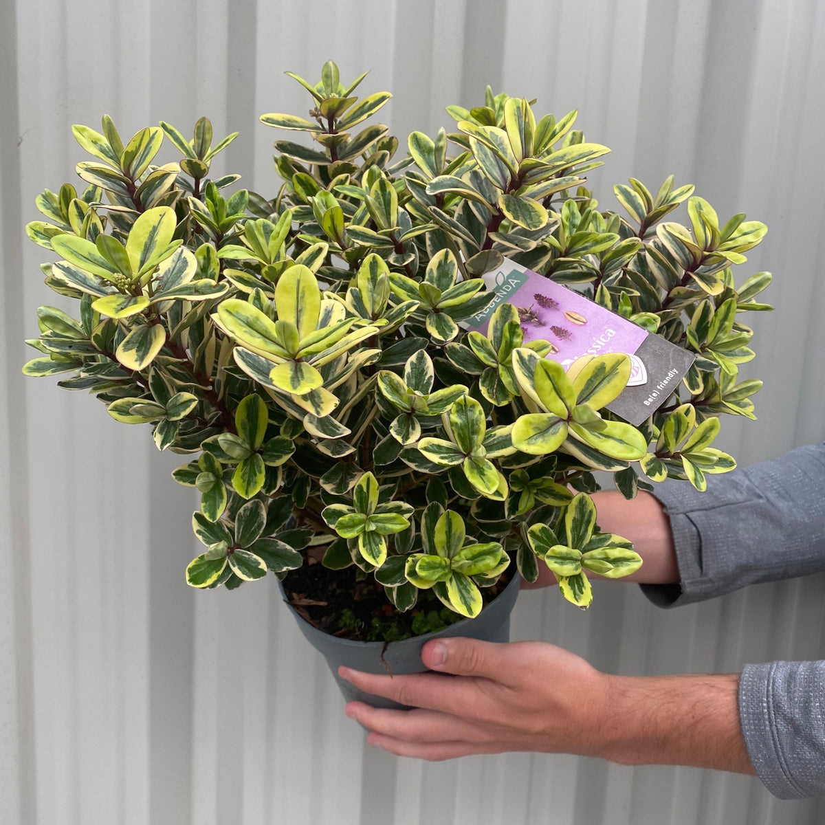 A person holds a potted Hebe Addenda Tricolour, an evergreen shrub with green and yellow variegated leaves, in front of a gray corrugated metal background. An attached tag highlights its suitability as a container plant.