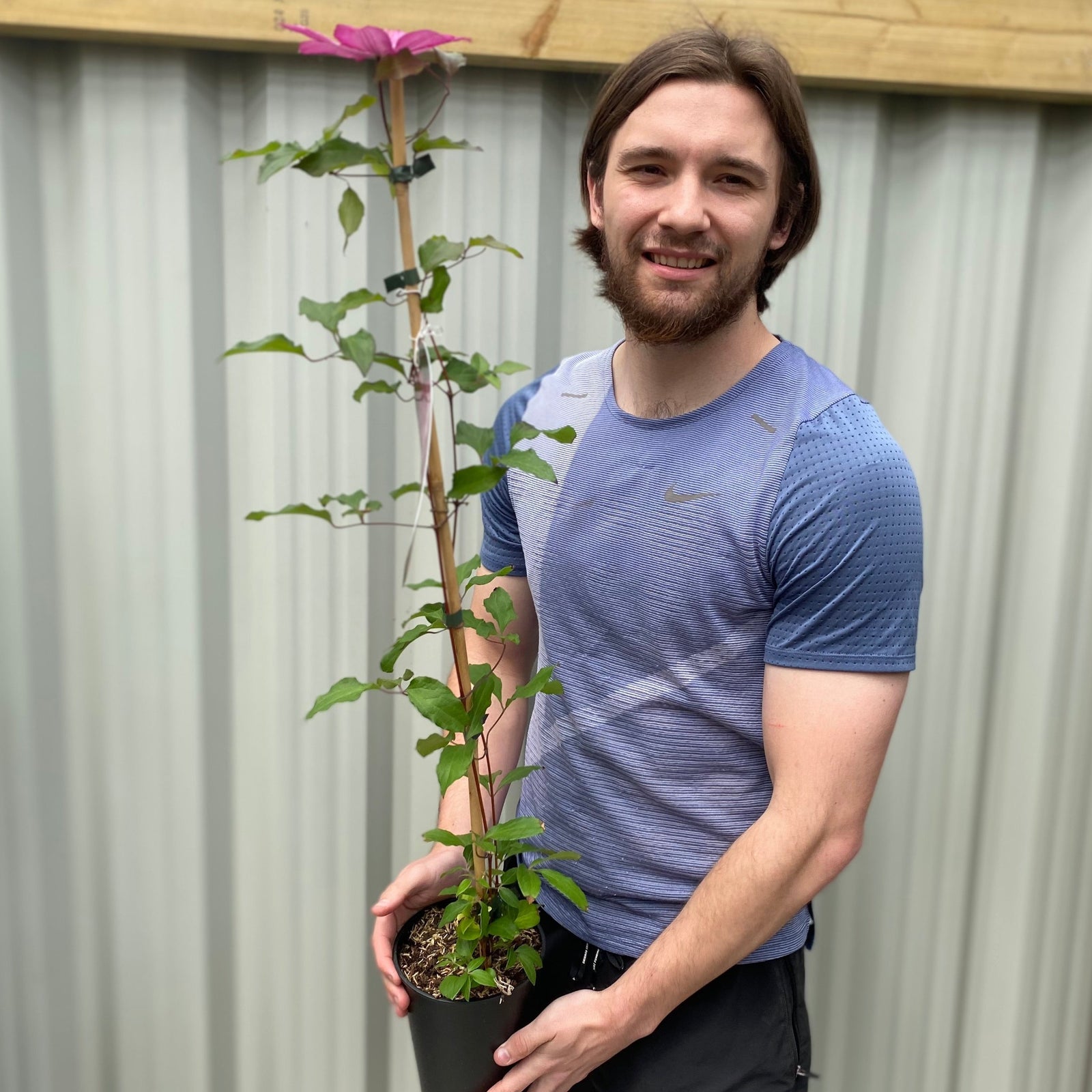 A man in a blue shirt stands outdoors, smiling behind a Clematis 'Liberty' 80cm Cane with raspberry pink blooms and green leaves, set against a corrugated metal fence topped with a wooden beam.