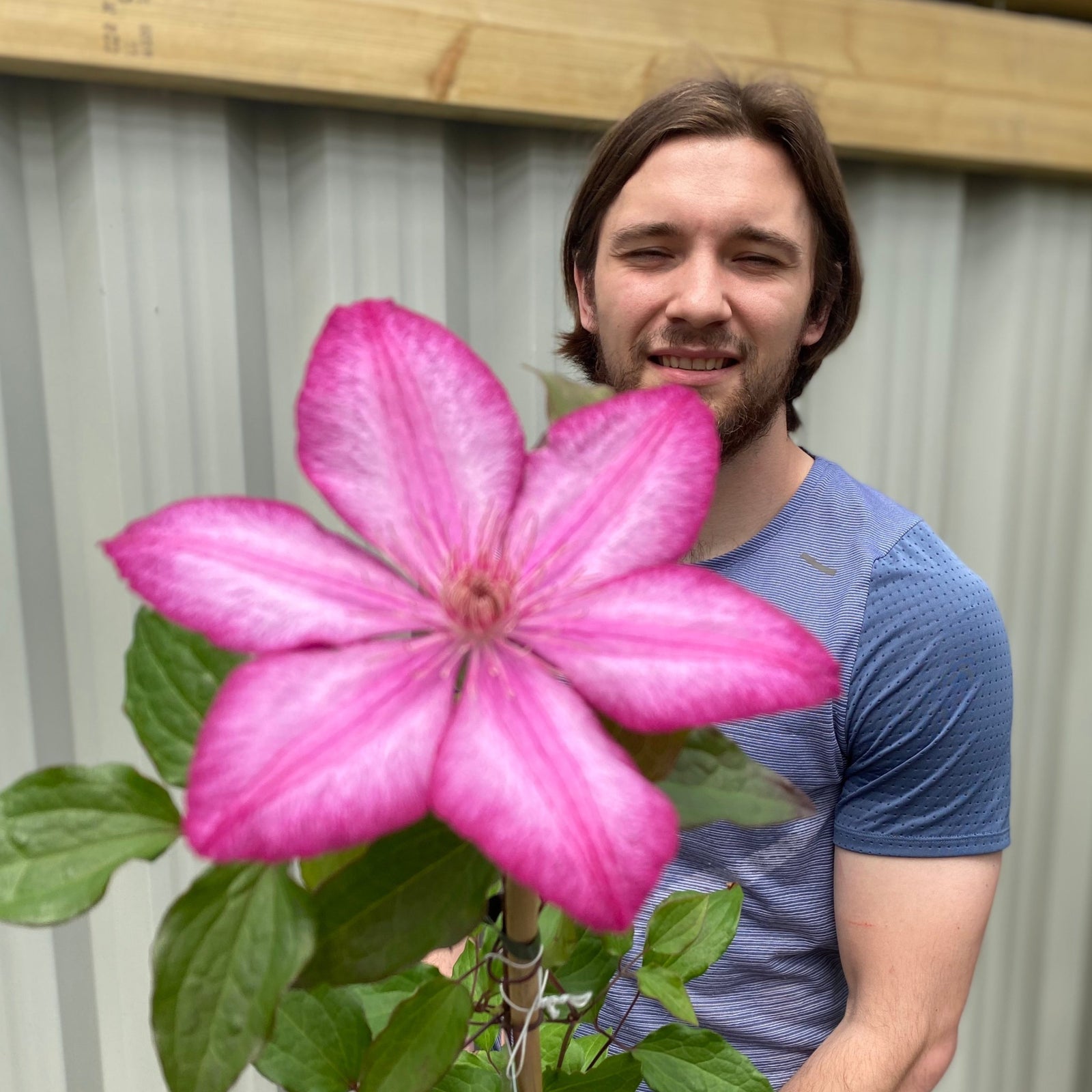A man in a blue shirt stands outdoors, smiling behind a Clematis 'Liberty' 80cm Cane with raspberry pink blooms and green leaves, set against a corrugated metal fence topped with a wooden beam.