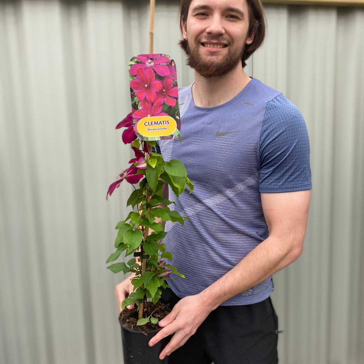 Clematis &#39;Westerplatte&#39; 90-100cm