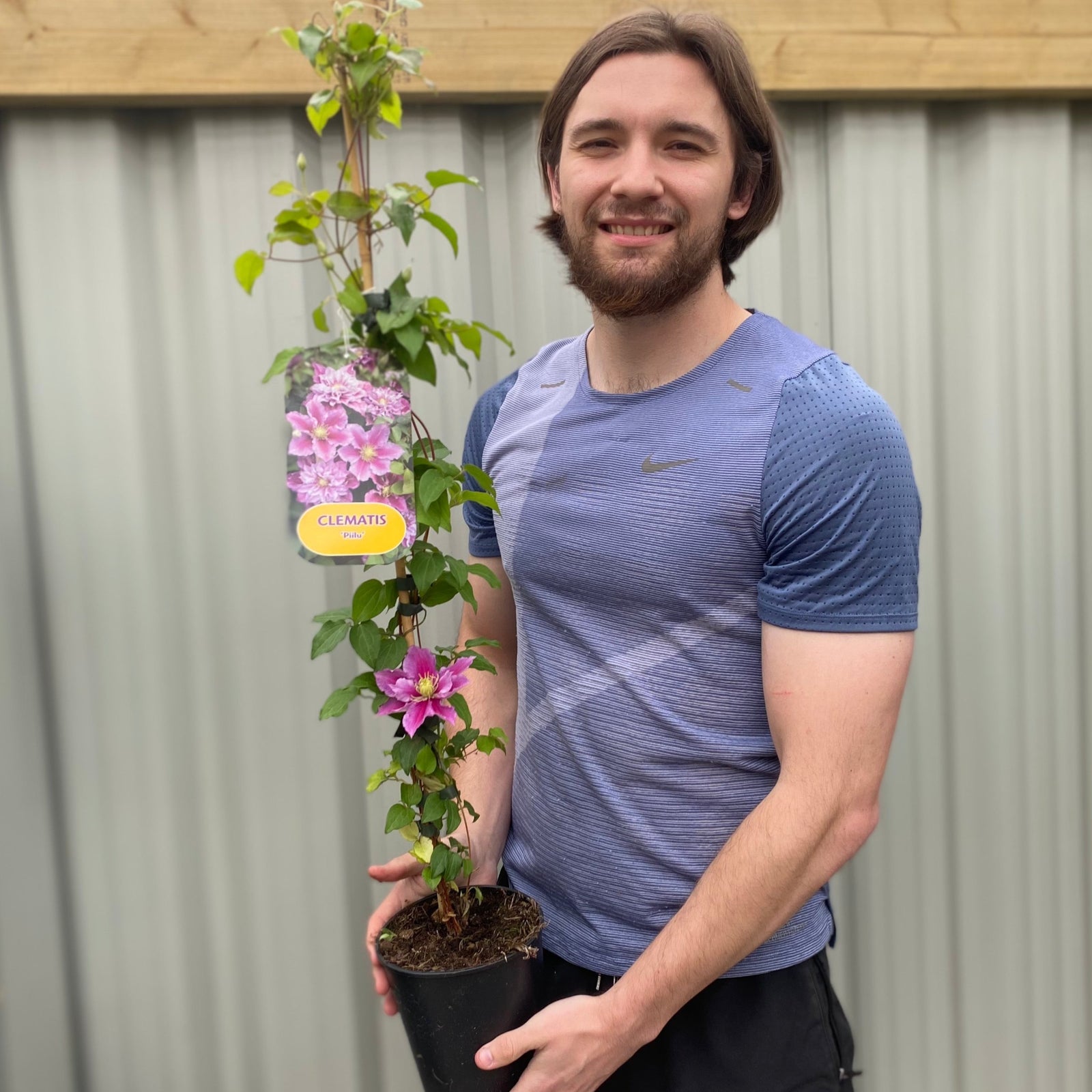 A person in a blue striped shirt holds a vine of Clematis 'Piilu' 80cm Cane, featuring a large, vibrant pink and white flower among lush green leaves.