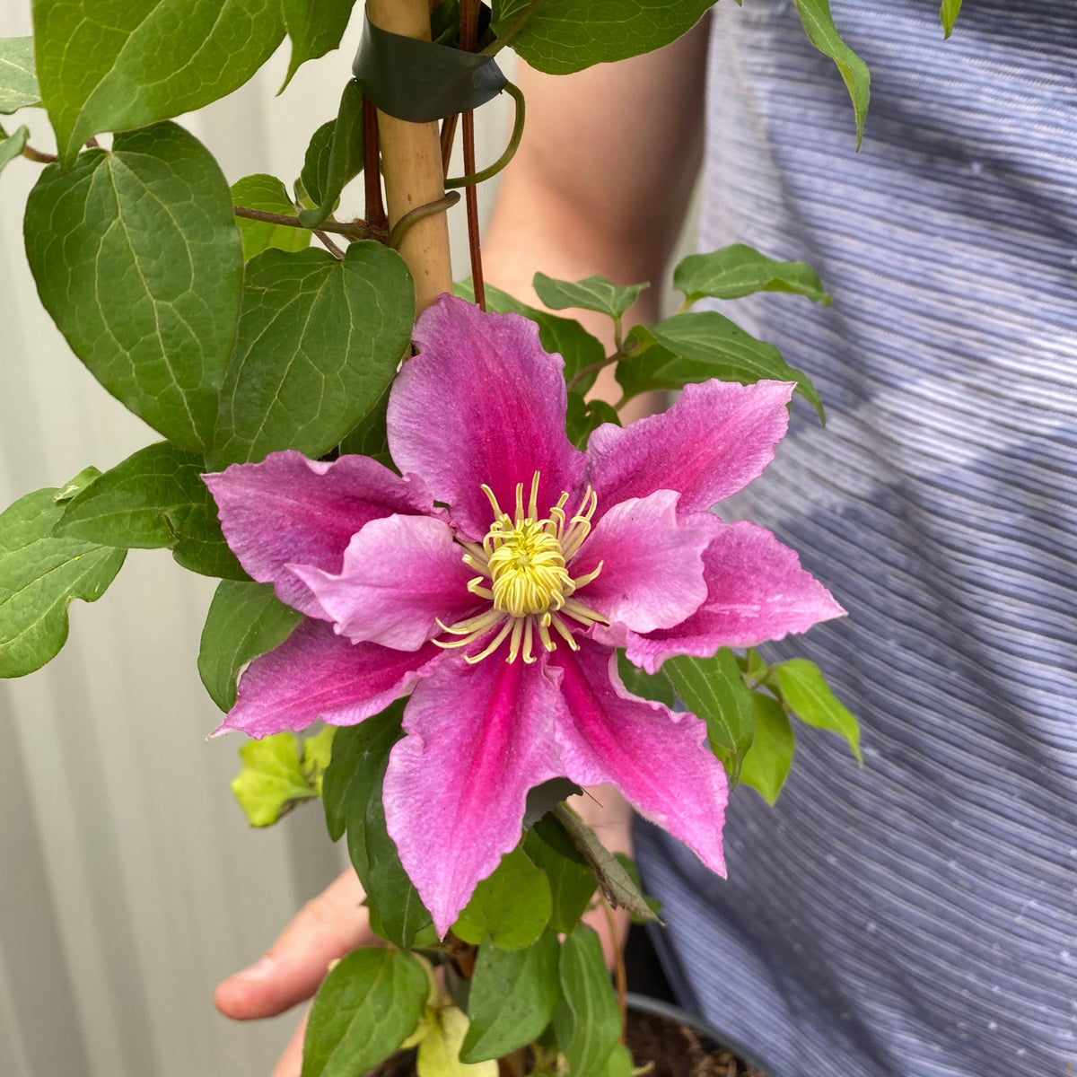 A person in a blue striped shirt holds a vine of Clematis &#39;Piilu&#39; 80cm Cane, featuring a large, vibrant pink and white flower among lush green leaves.