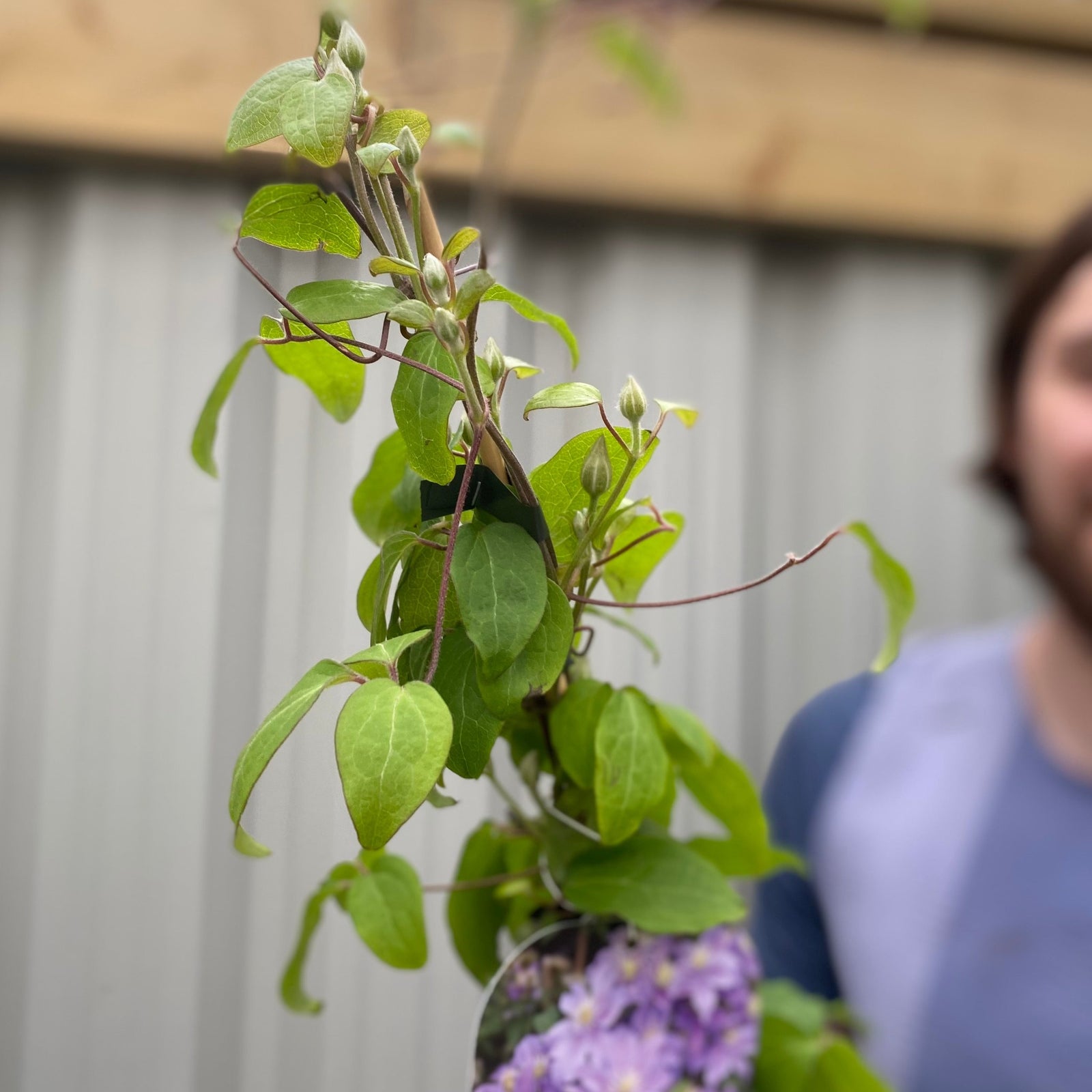 A young man with brown hair and a beard in a blue athletic shirt stands outdoors, holding a Clematis viticella 'Super Nova' 90-100cm with purple blooms and white veins, set against a metal fence backdrop.