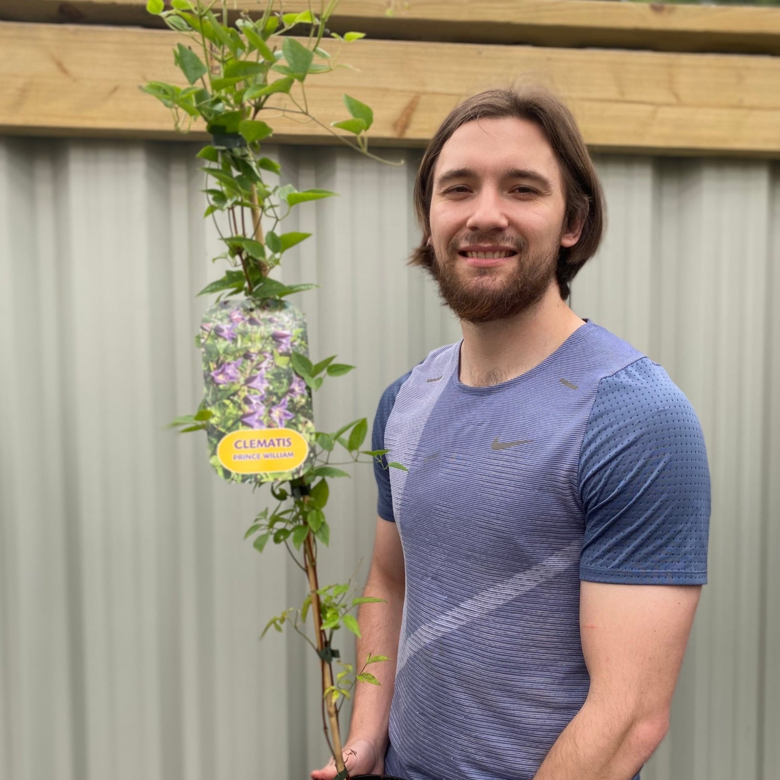 Clematis 'Prince William' 70cm ('Zo08171')
