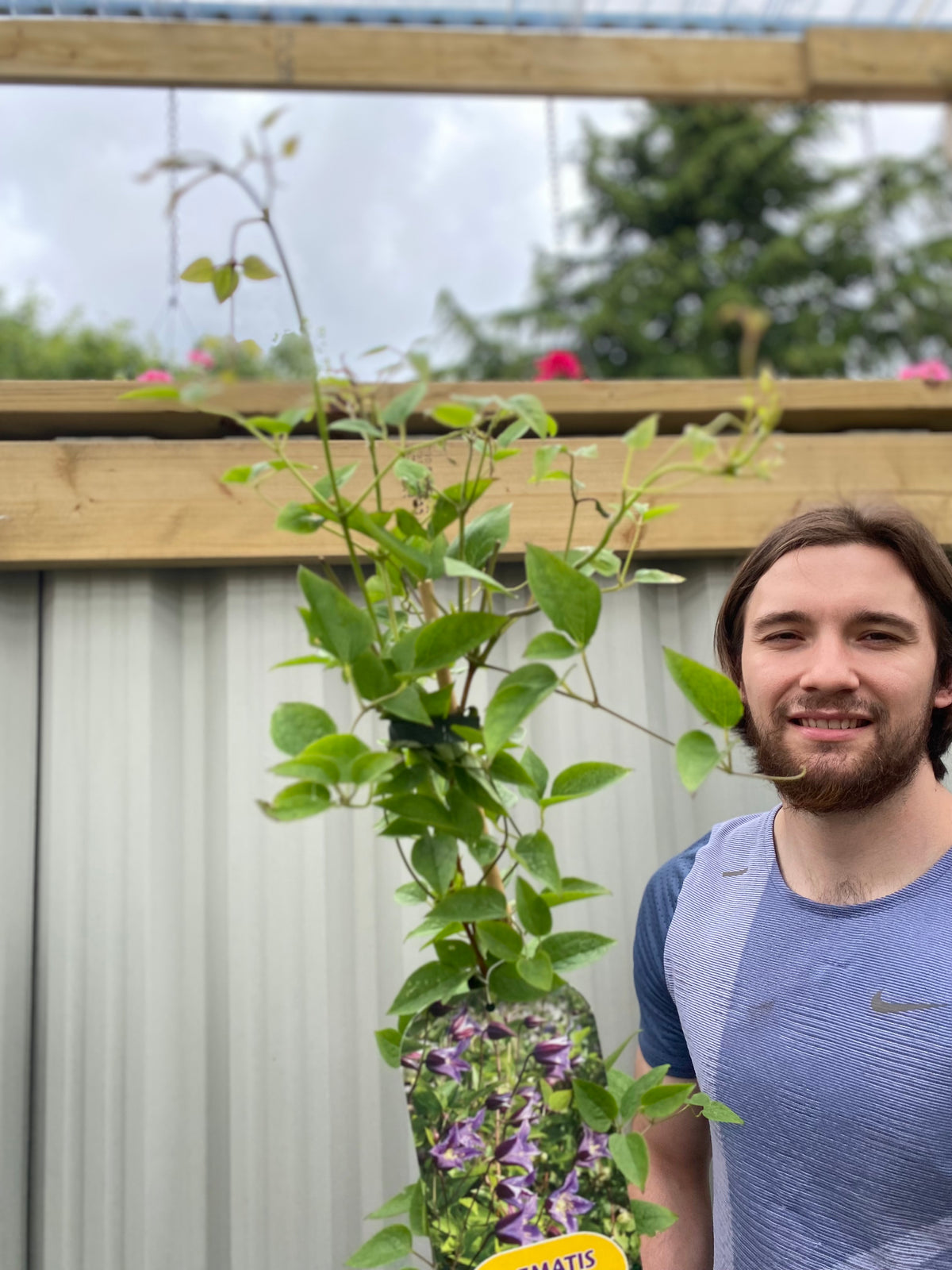 Clematis &#39;Prince William&#39; 70cm (&#39;Zo08171&#39;)