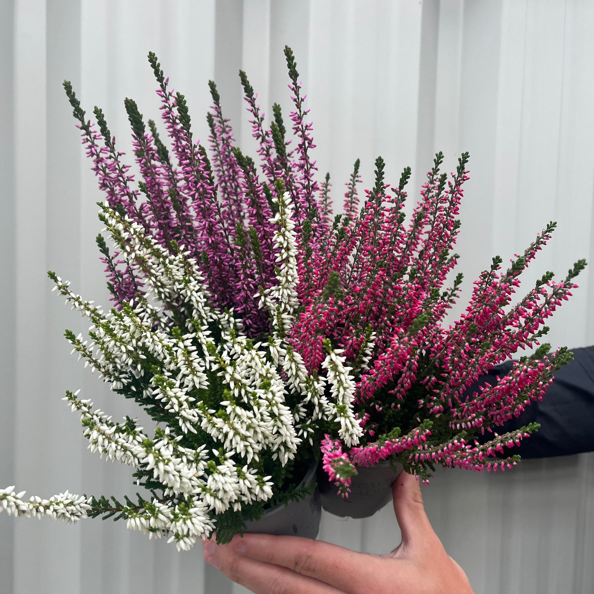 Mix of 3 Calluna Heather (9cm Pot)