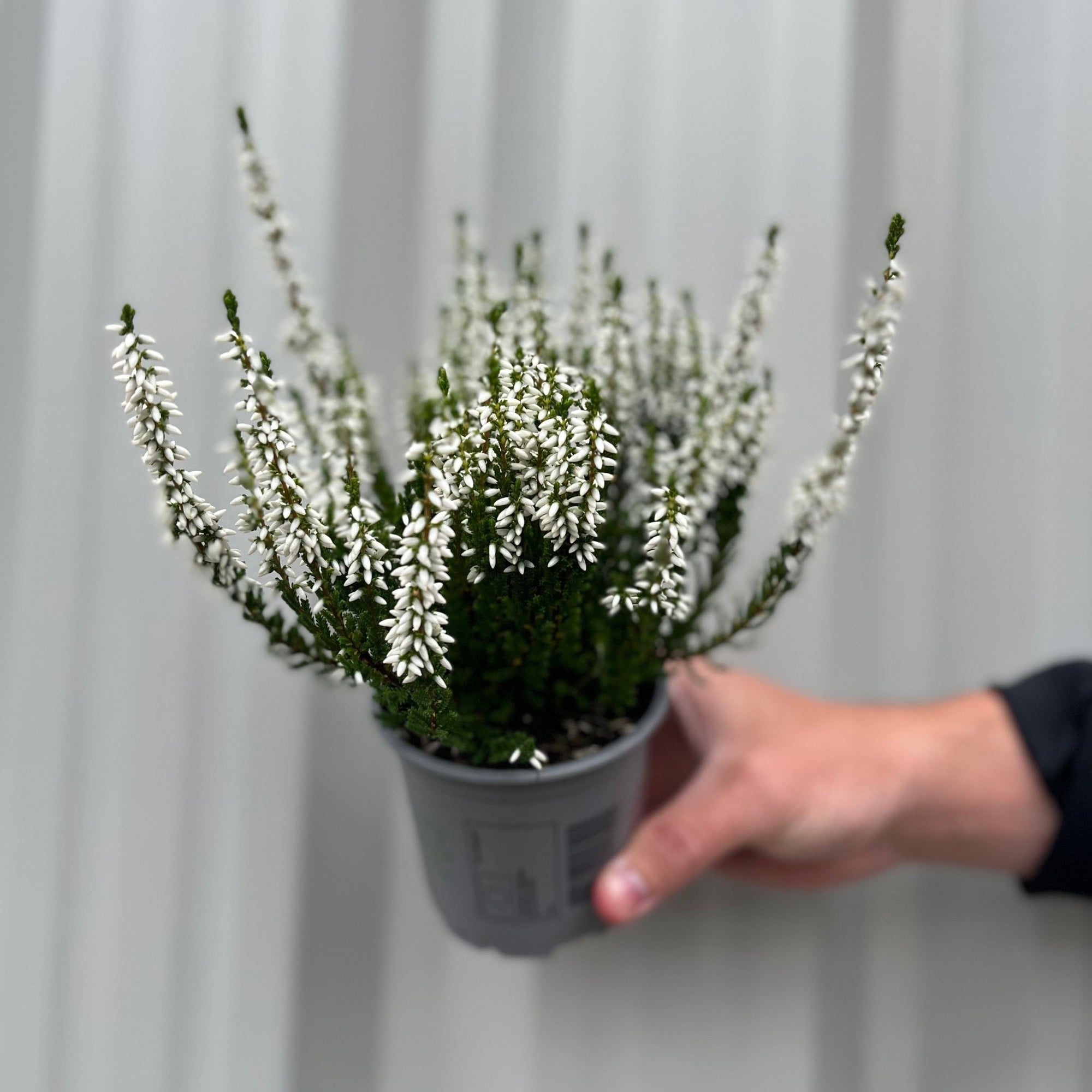 Mix of 3 Calluna Heather (9cm Pot)