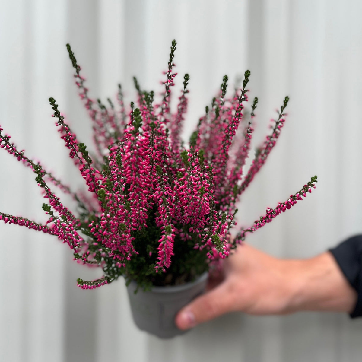 Mix of 3 Calluna Heather (9cm Pot)