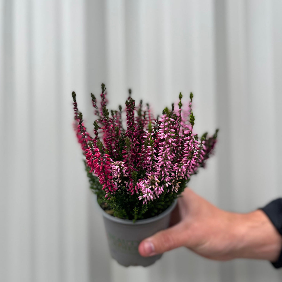 Mix of 3 Calluna Heather (9cm Pot)