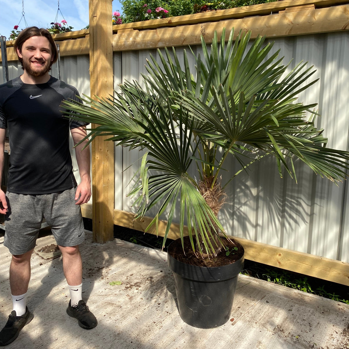 A young man in a black Nike shirt and gray shorts stands next to a Trachycarpus Fortunei (160-80cm, trunk 40-50cm, 25L), a hardy palm ideal for container gardens, on a sunny patio with a wooden fence and flowers in the background.