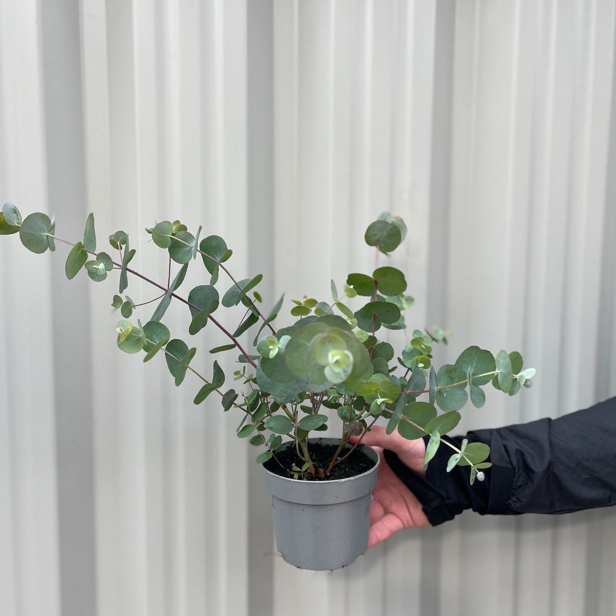A hand in a black sleeve holds a small gray pot with a Eucalyptus gunnii Louis 9cm-3L, known for its silver-blue leaves, against a light gray corrugated metal backdrop.