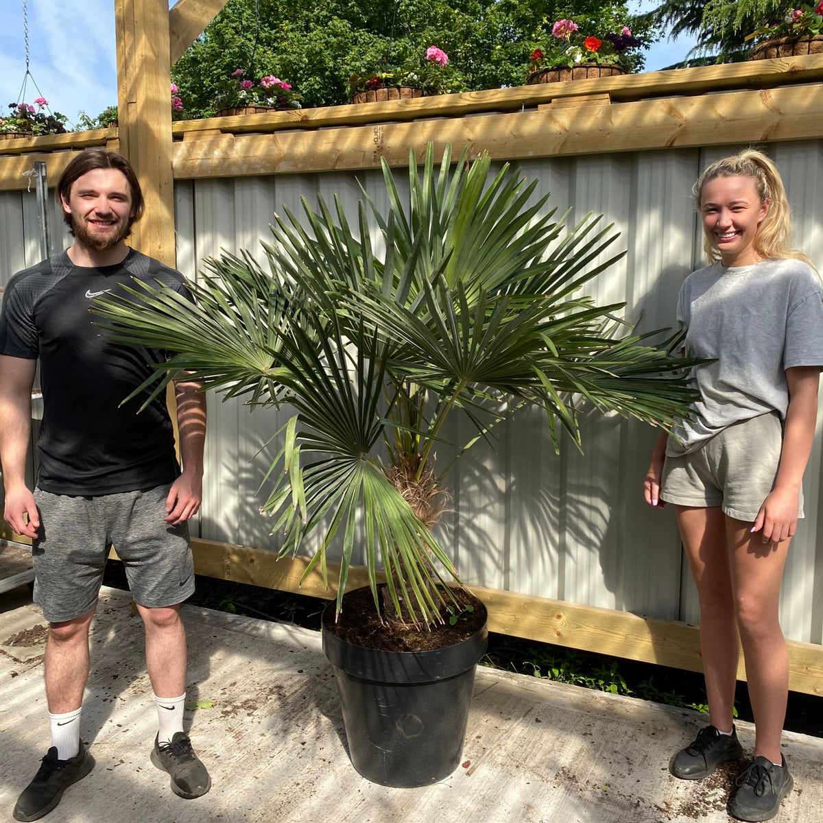 Two people in casual summer clothes smile beside a Trachycarpus Fortunei (160-80cm, 40-50cm trunk, 25L) in a container garden. A corrugated metal fence with a wooden frame sets a relaxed backdrop for this tropical Mediterranean scene.