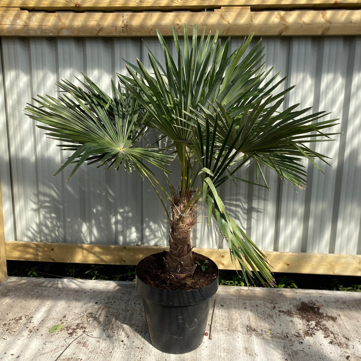 Trachycarpus Fortunei (160-80cm, TRUNK 40-50cm) 25L shows off fan-shaped green leaves in sunlight on concrete, making it a striking container plant for tropical Mediterranean gardens, set against a metal fence and wooden railing.