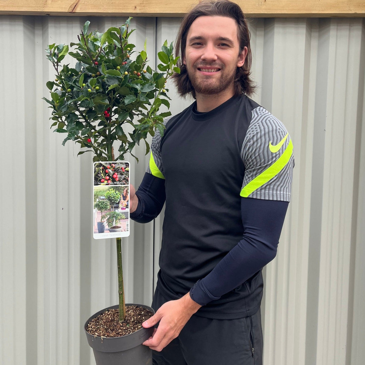 A smiling man in athletic clothing holds a Standard Holly Tree (Ilex meserveae &#39;Blue Maid&#39;, 50-60cm, 80-90cm) with green leaves and red berries, labeled with its photo and set against a corrugated metal wall.