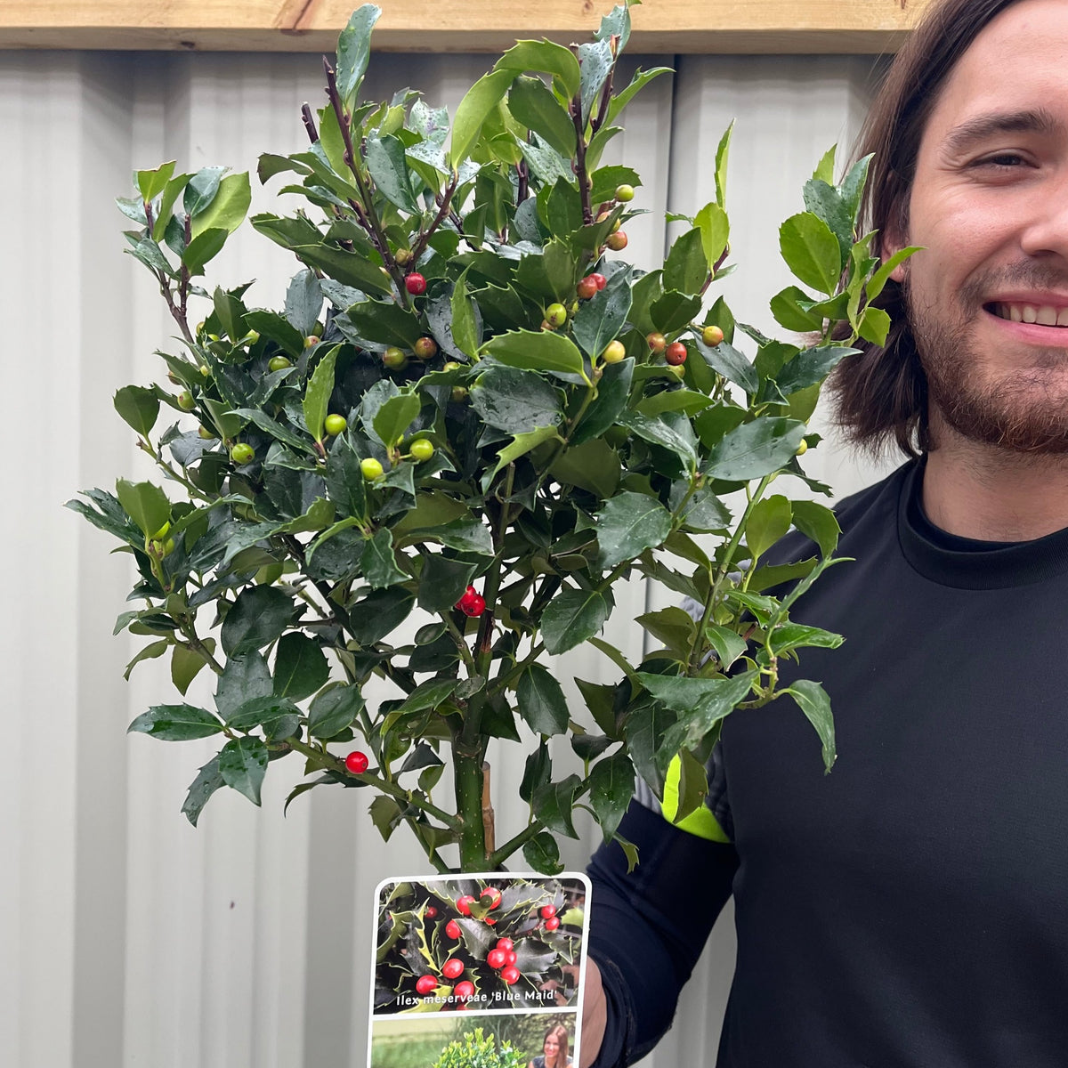 A person smiles while holding a Standard Holly Tree (Ilex meserveae &#39;Blue Maid&#39;, 50-60cm or 80-90cm) with shiny green leaves and red berries; a plant tag with an image is attached.