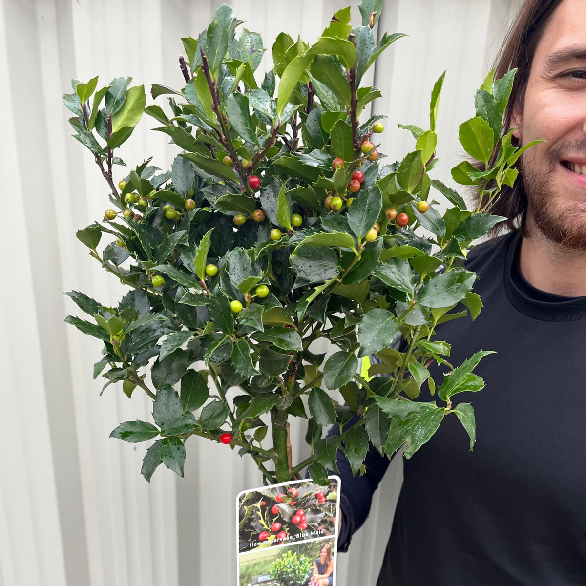 A person holds a Standard Holly Tree (Ilex meserveae &#39;Blue Maid&#39;, 50-60cm or 80-90cm) with shiny leaves and red berries; a tag on the plant shows its image.