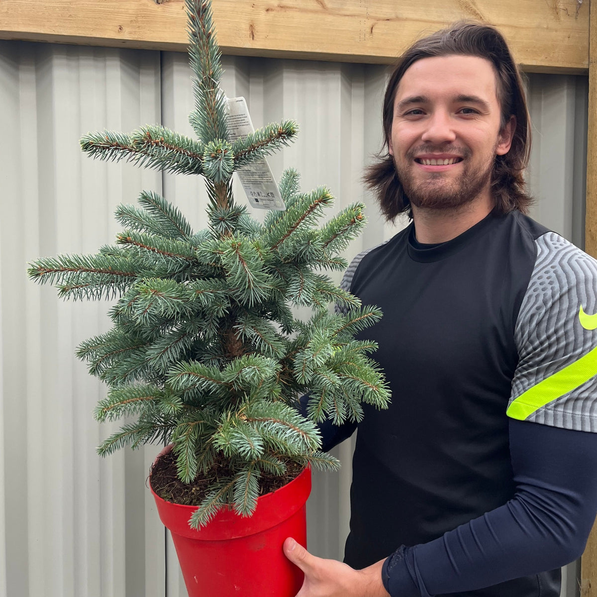 Potgrown Real Christmas Tree | Picea pungens &#39;Super Blue&#39; | 50-60cm