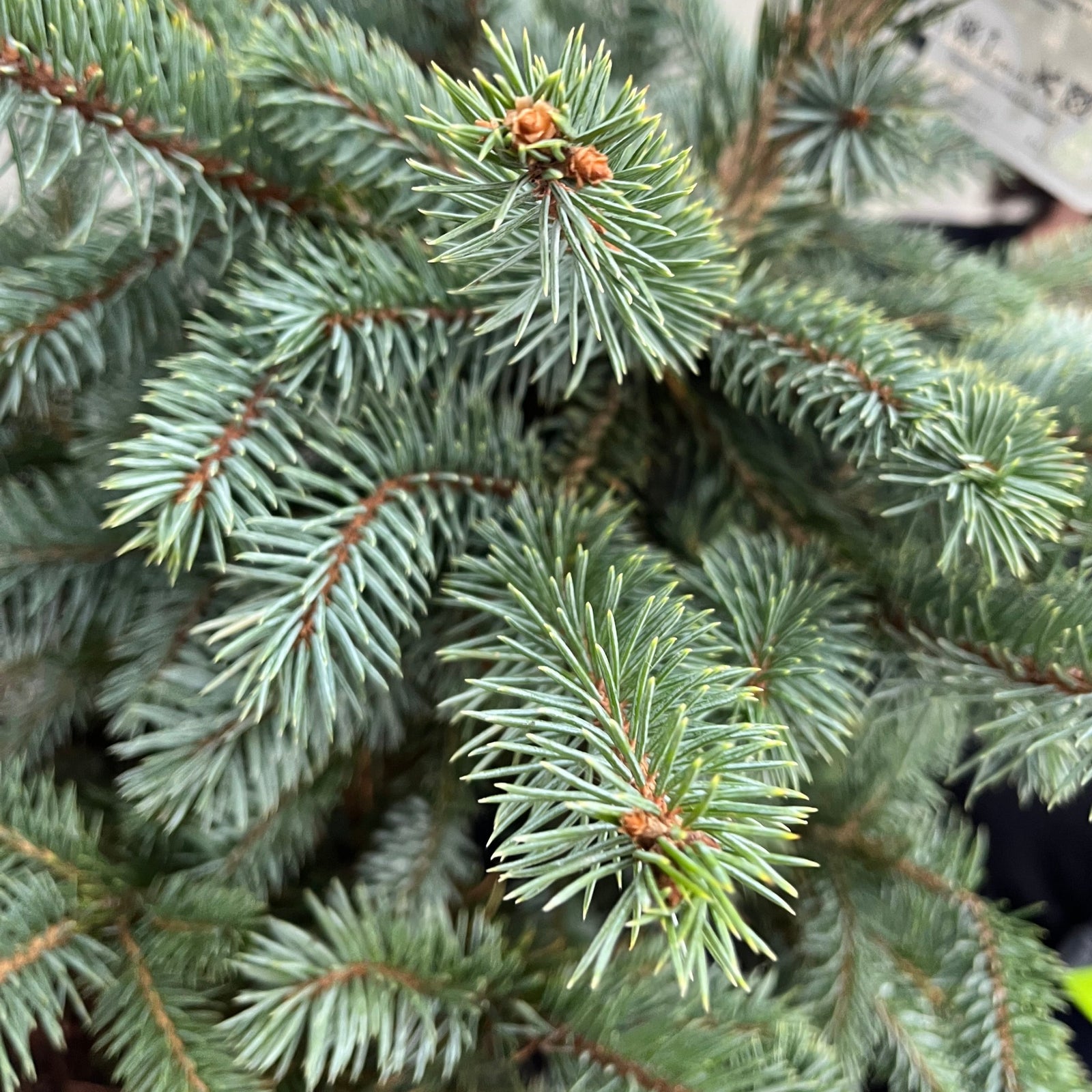 A bearded man with long hair smiles while holding a Potgrown Real Christmas Tree, Picea pungens 'Super Blue' (70-80cm), in a red pot, standing in front of shelves filled with potted plants at a garden center.