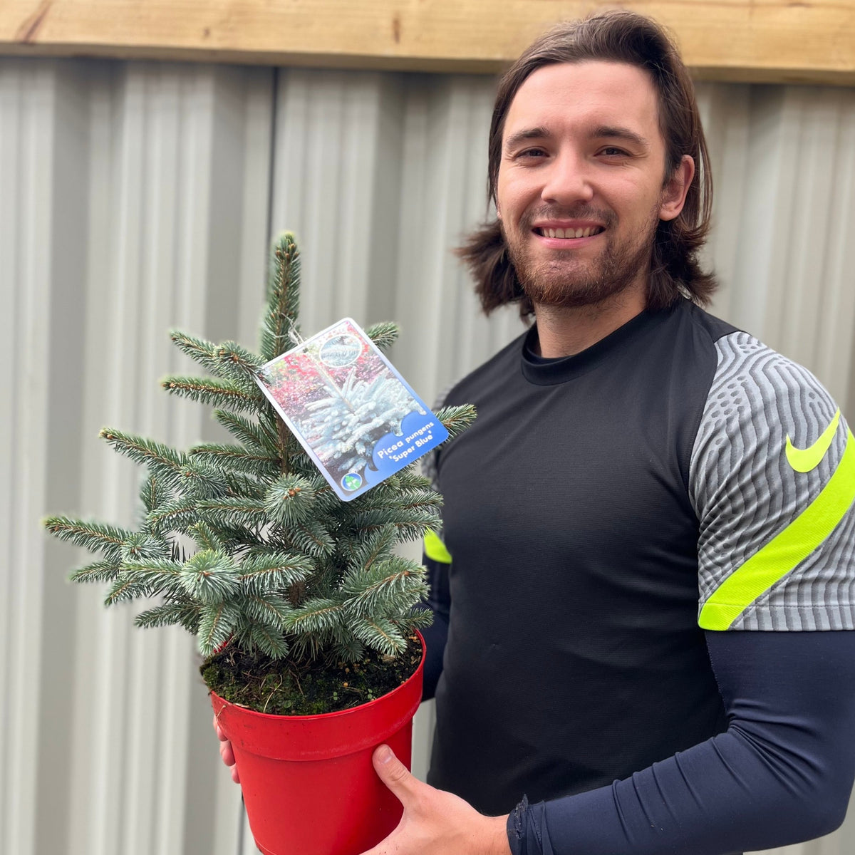 A smiling man with long hair, in a black and gray shirt with neon yellow accents, holds a Potgrown Real Christmas Tree (Picea pungens &#39;Super Blue&#39;, 30-40cm) in front of a corrugated metal wall. A label is attached to the tree.