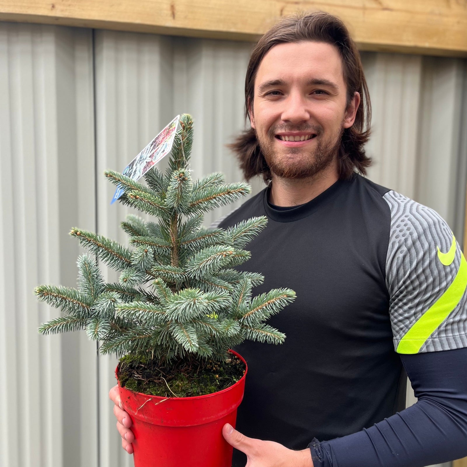 A smiling person with long hair, in a black and gray athletic shirt, holds a Picea pungens 'Super Blue' Potgrown Real Christmas Tree (30-40cm) in a red container, standing before a corrugated metal wall and wooden beam.