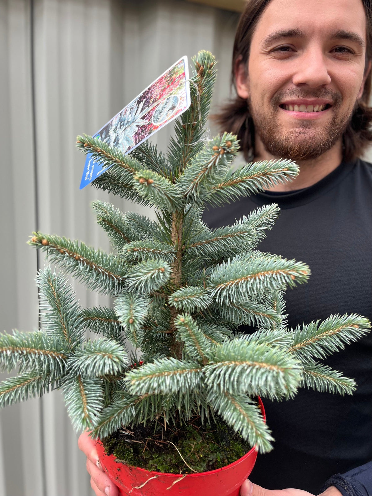 A smiling person in a black shirt holds a Potgrown Real Christmas Tree (Picea pungens &#39;Super Blue&#39;, 30-40cm) with a plant tag attached, standing before a lightly blurred vertical background.