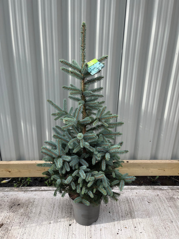 Potted Real Christmas Tree | Picea pungens Super Blue | 70-80cm