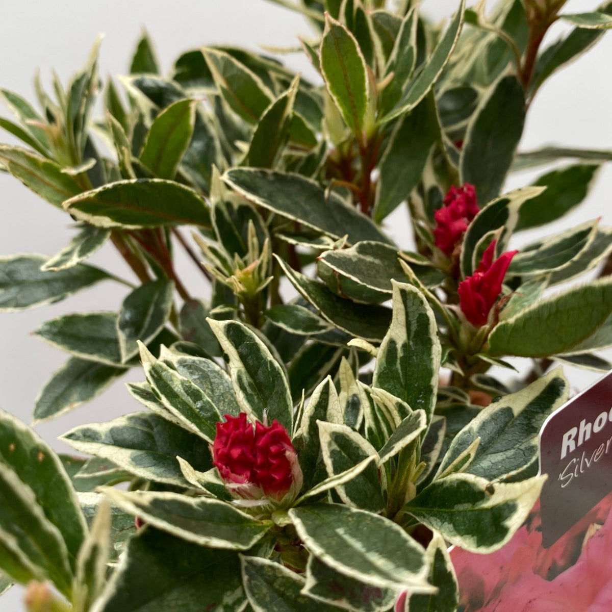 A close-up of Rhododendron japonica &#39;Silver Sword&#39; 1L shows hardy, variegated evergreen foliage with green leaves edged in white and small dark pink flower buds; a label reads “Rho” and “Silv,” indicating the plant variety.